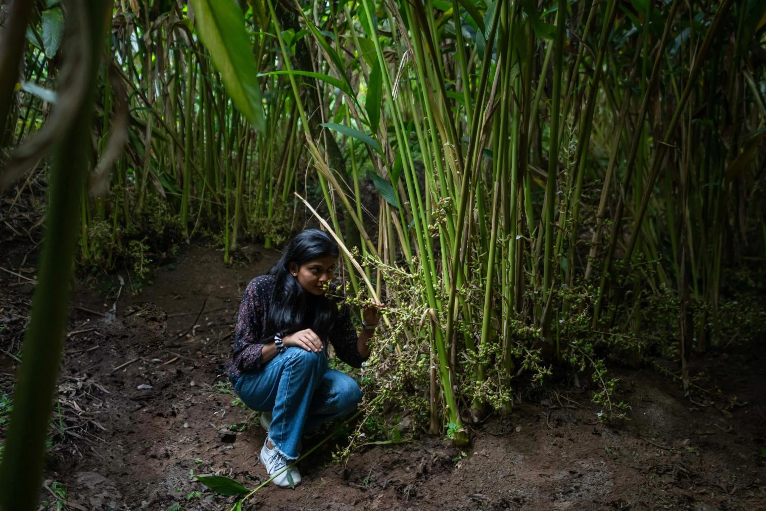 Spring in Fort Munnar