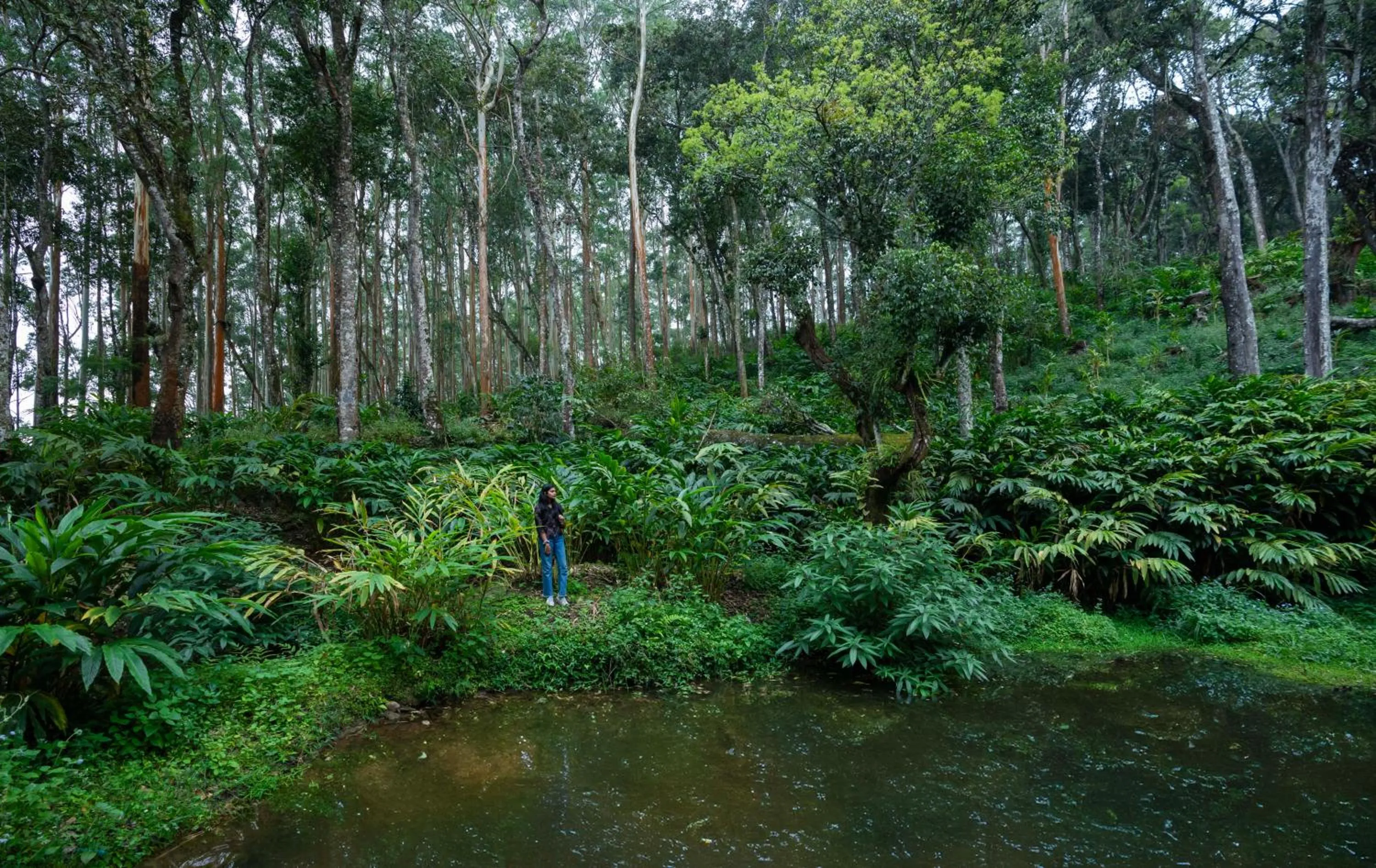 Natural landscape in Fort Munnar