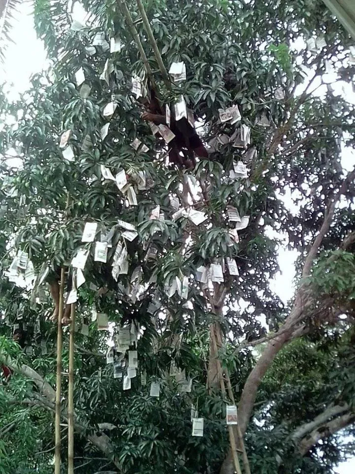 Balai Mariacaria Pension House