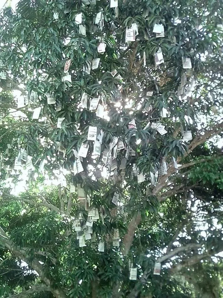 Balai Mariacaria Pension House