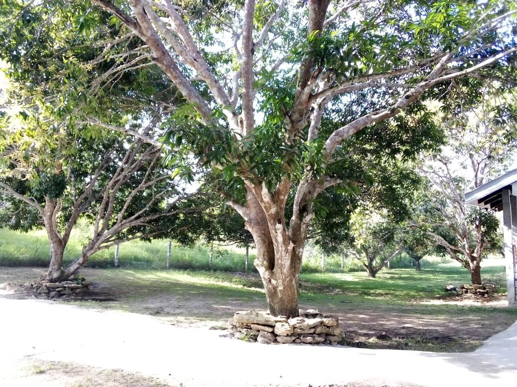 Balai Mariacaria Pension House