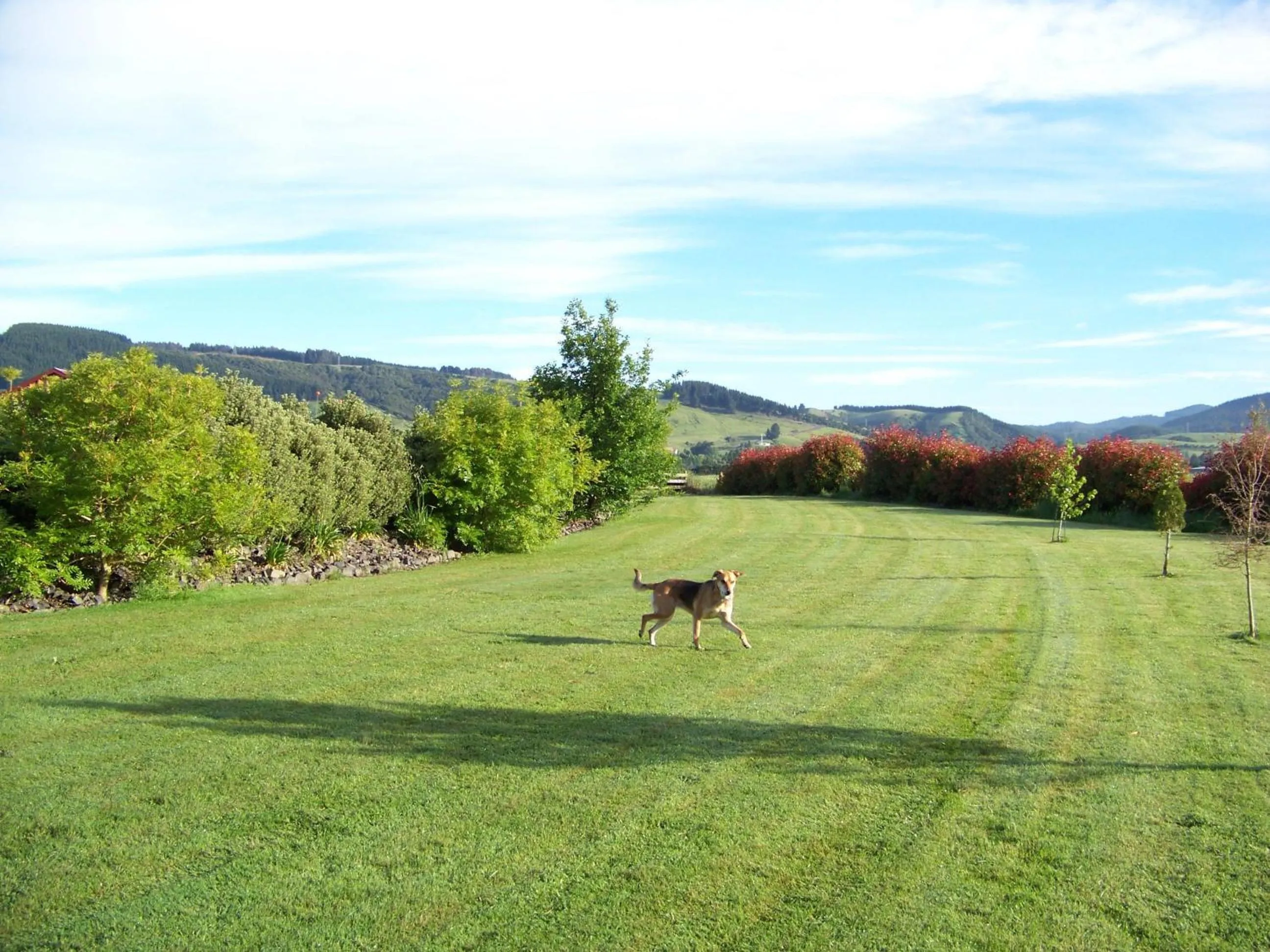 Pets in Longbourne Lodge Motel Mosgiel