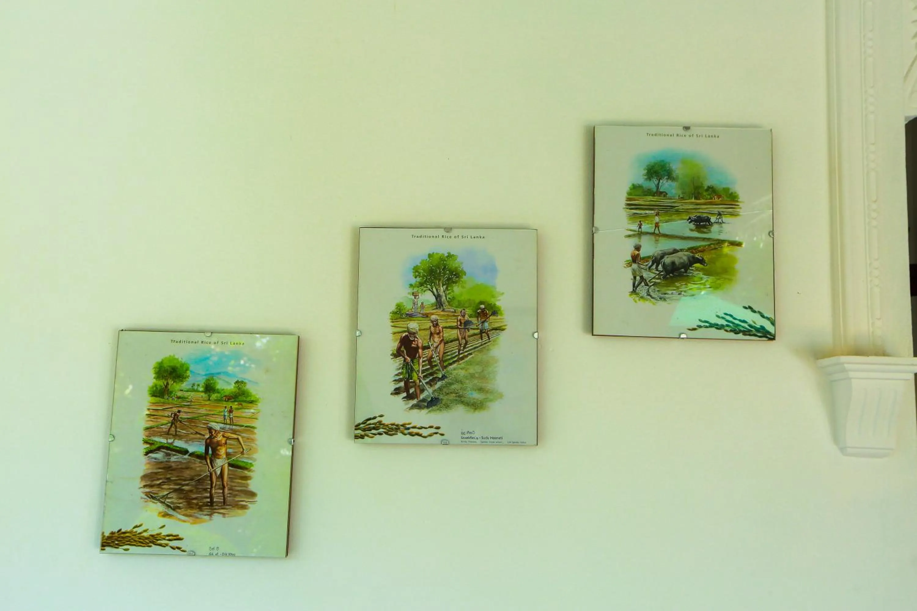 Day in SRI LANKAN VILLA