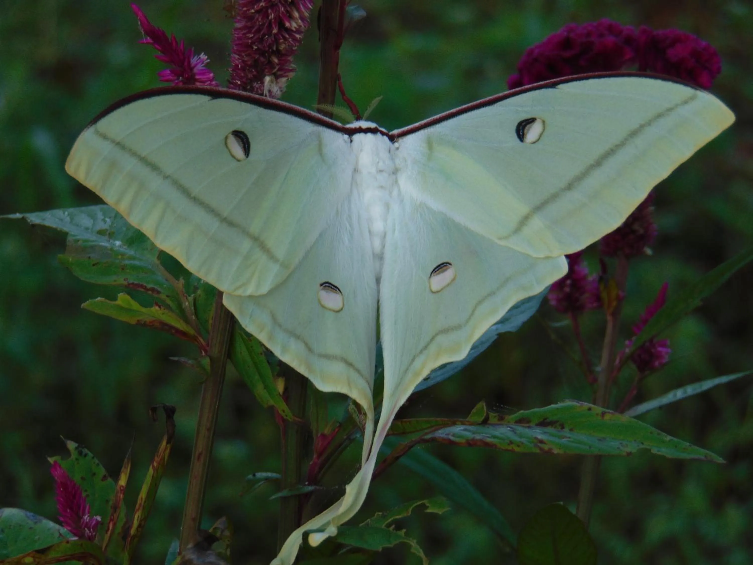 Garden in SRI LANKAN VILLA