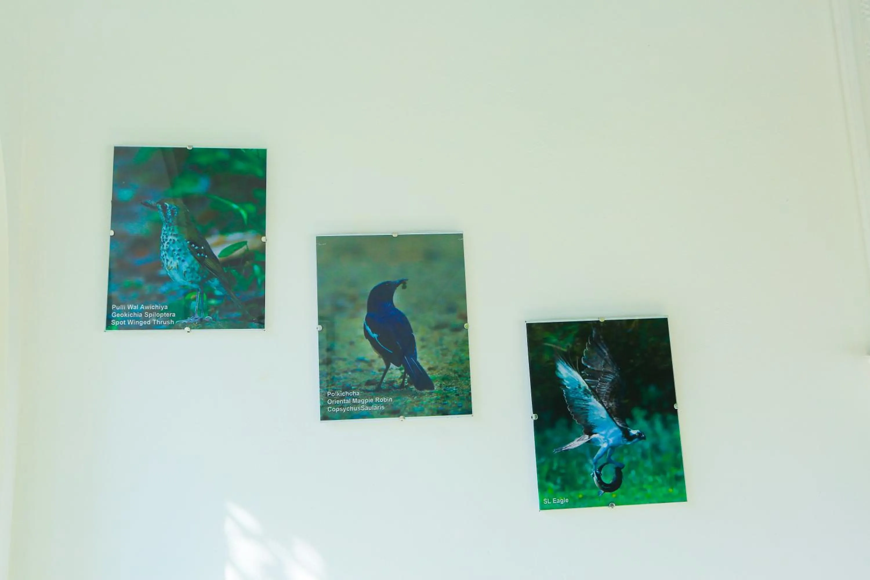 Day in SRI LANKAN VILLA