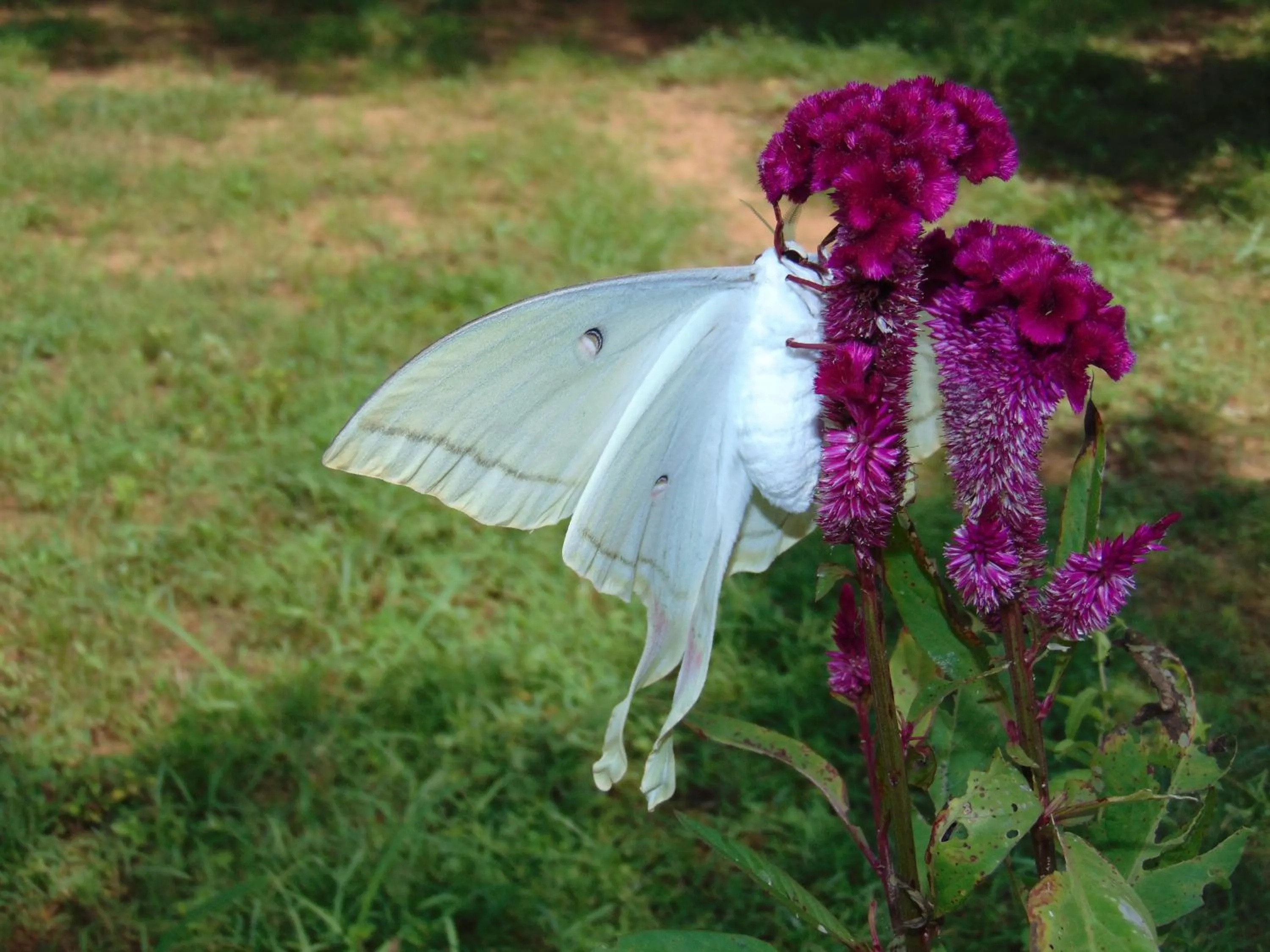 Animals in SRI LANKAN VILLA