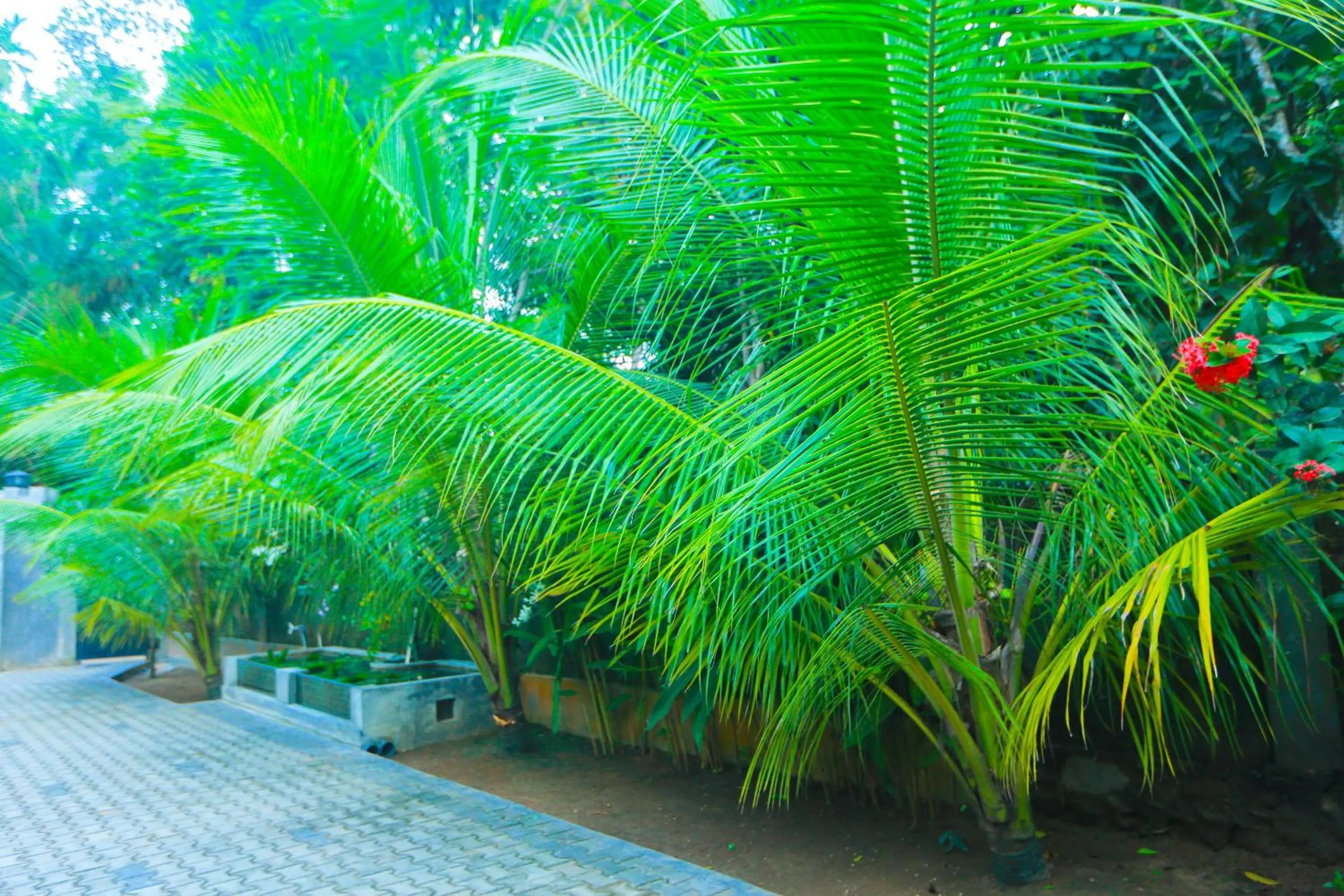 Garden in SRI LANKAN VILLA