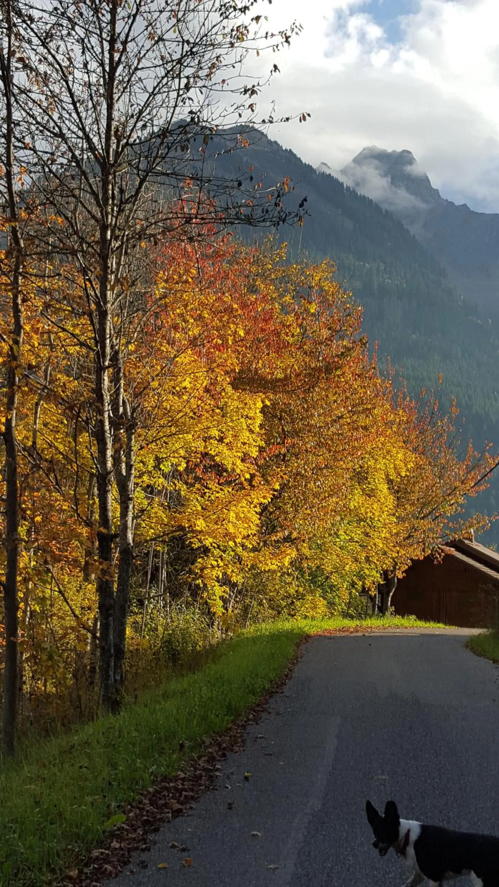 View (from property/room) in Hôtel Le Mont Jorat