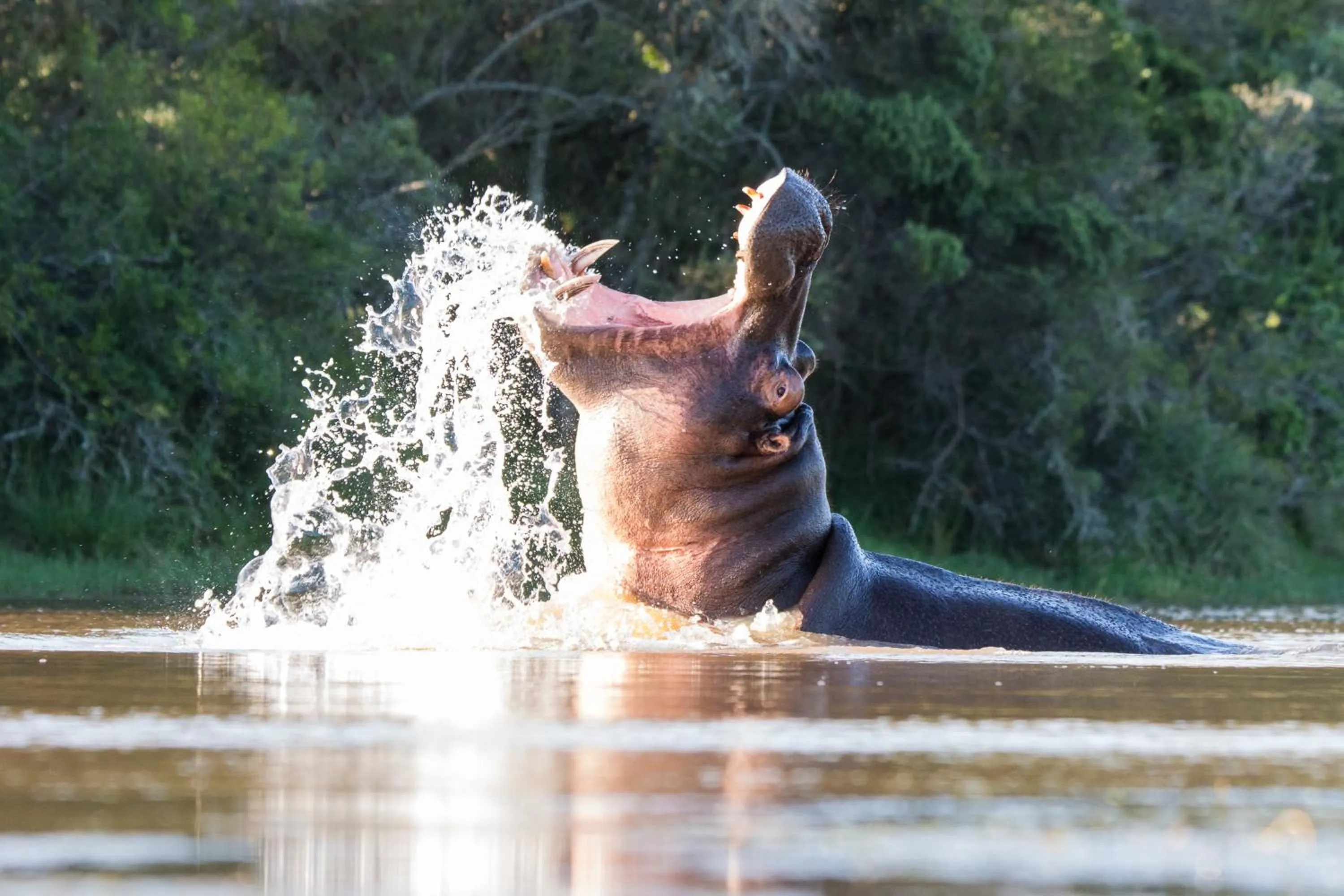 Animals in Pumba Private Game Reserve