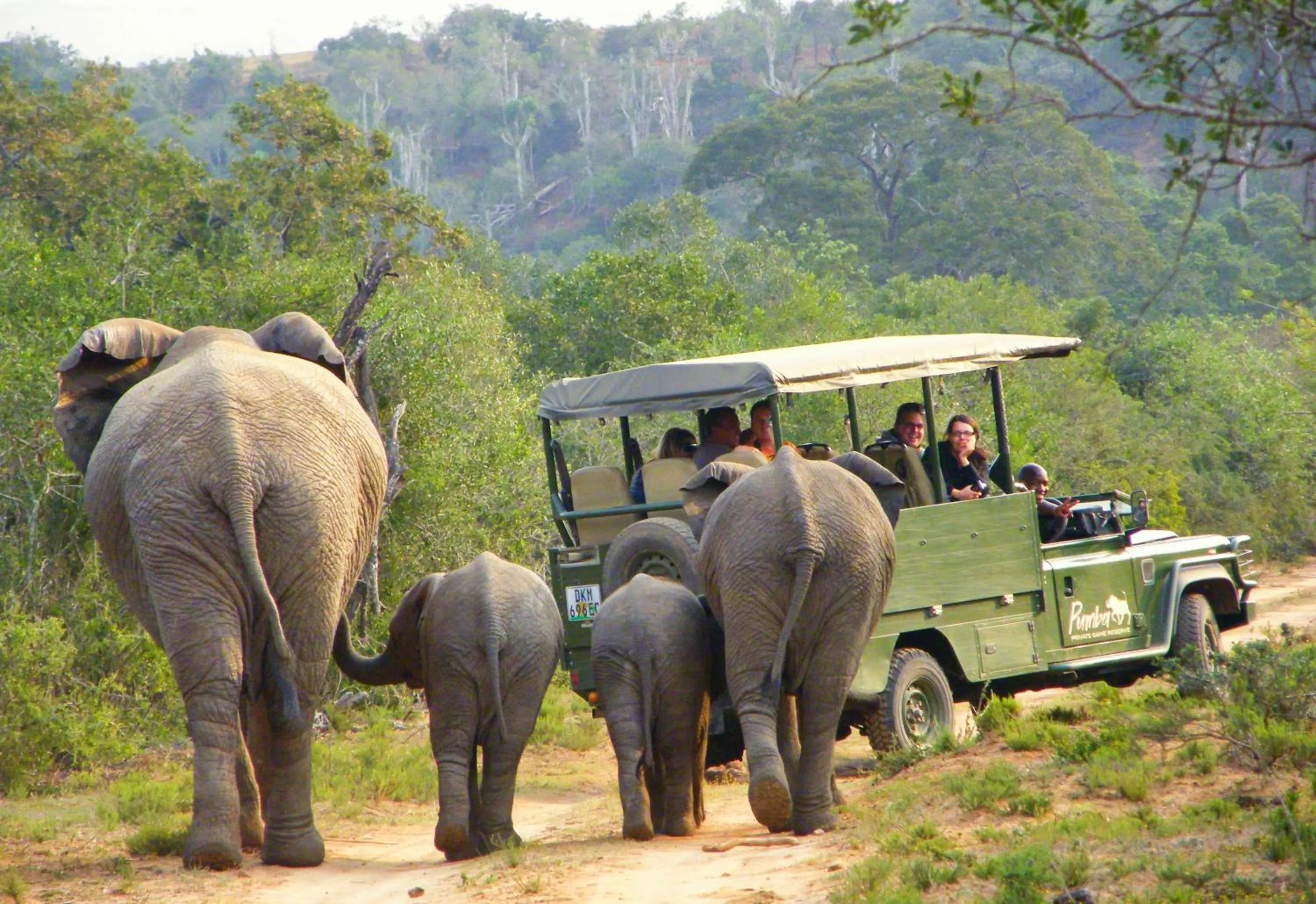 Animals in Pumba Private Game Reserve