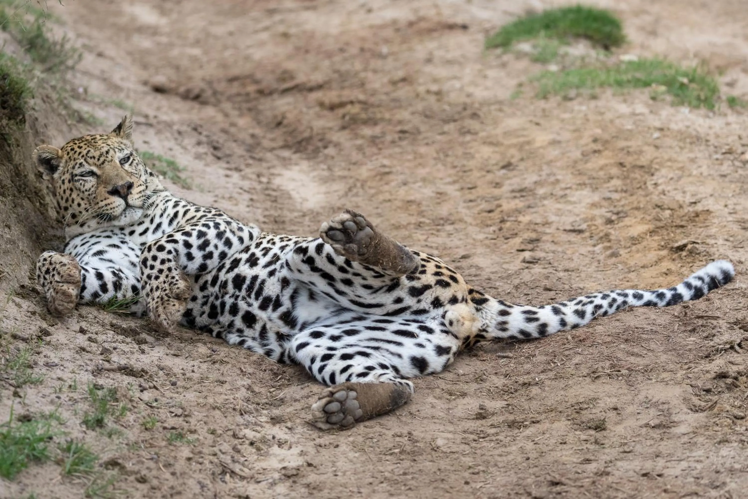 Animals in Pumba Private Game Reserve