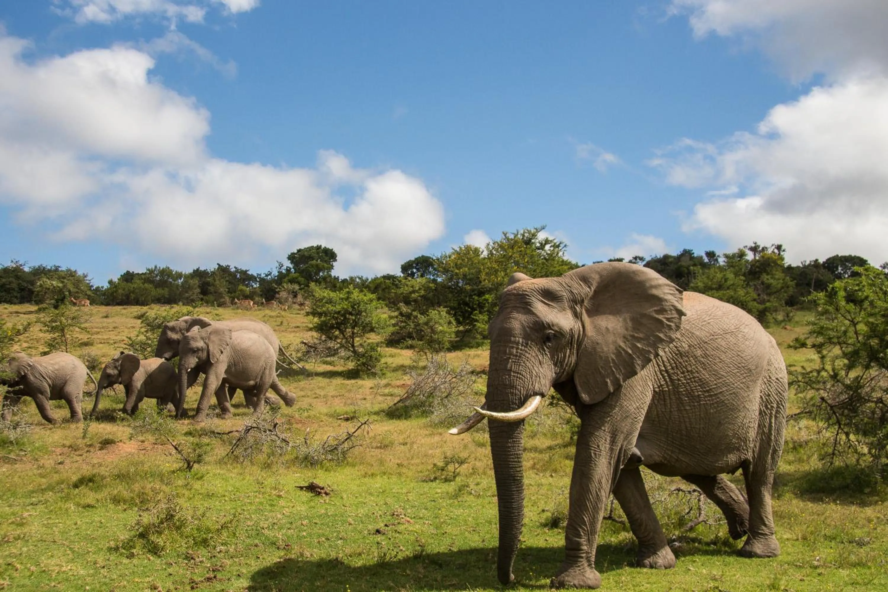 Animals in Pumba Private Game Reserve