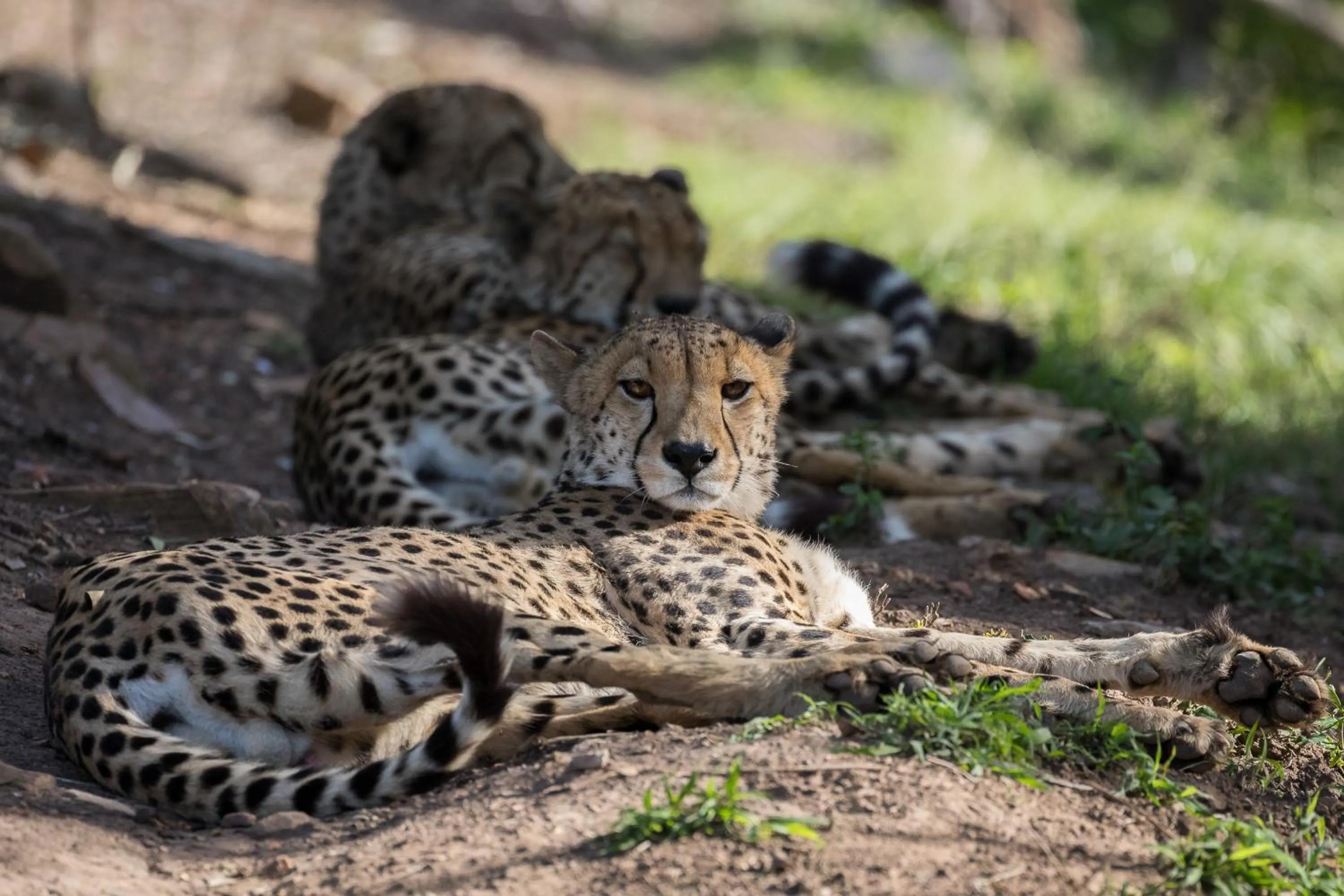 Animals in Pumba Private Game Reserve
