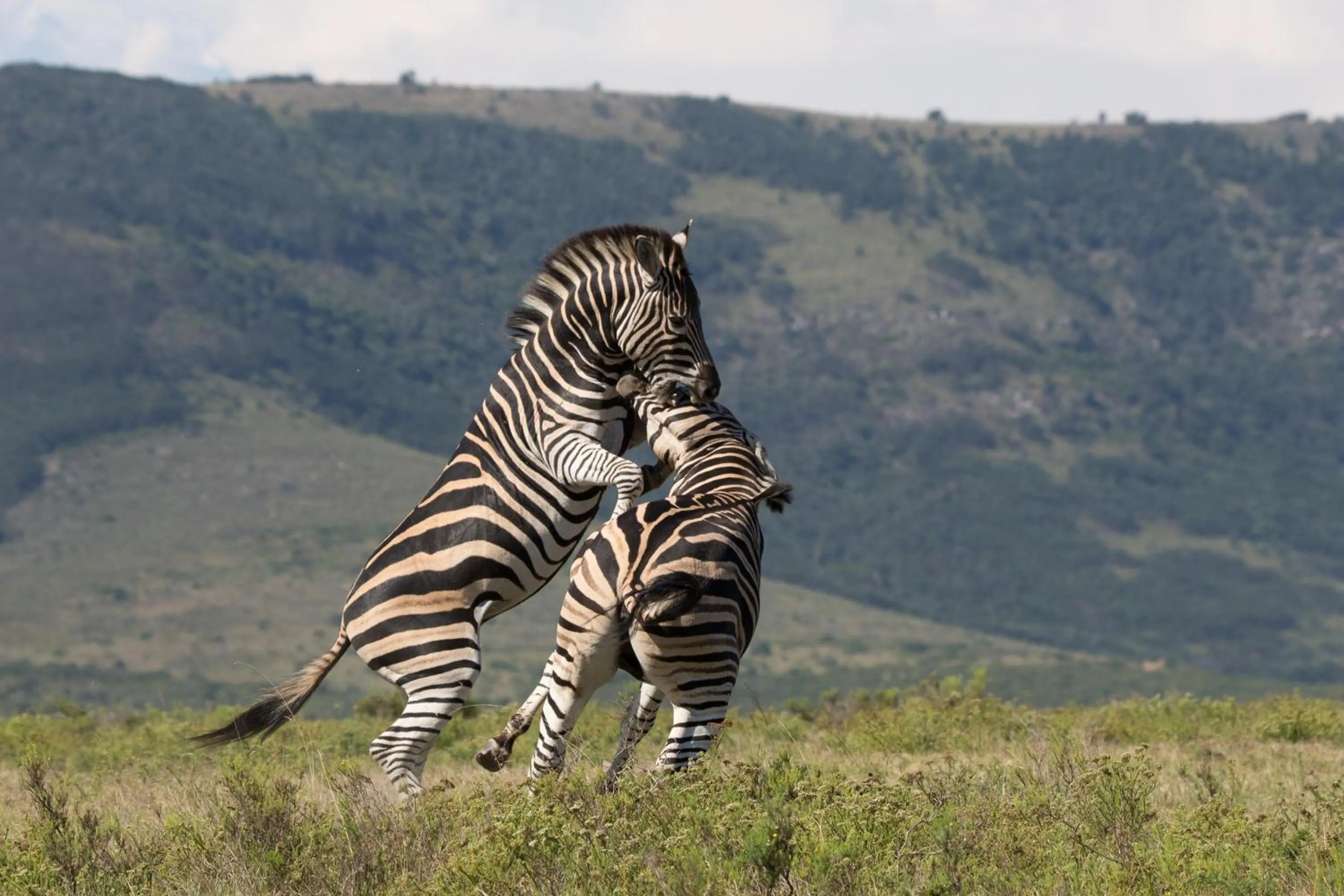 Animals in Pumba Private Game Reserve