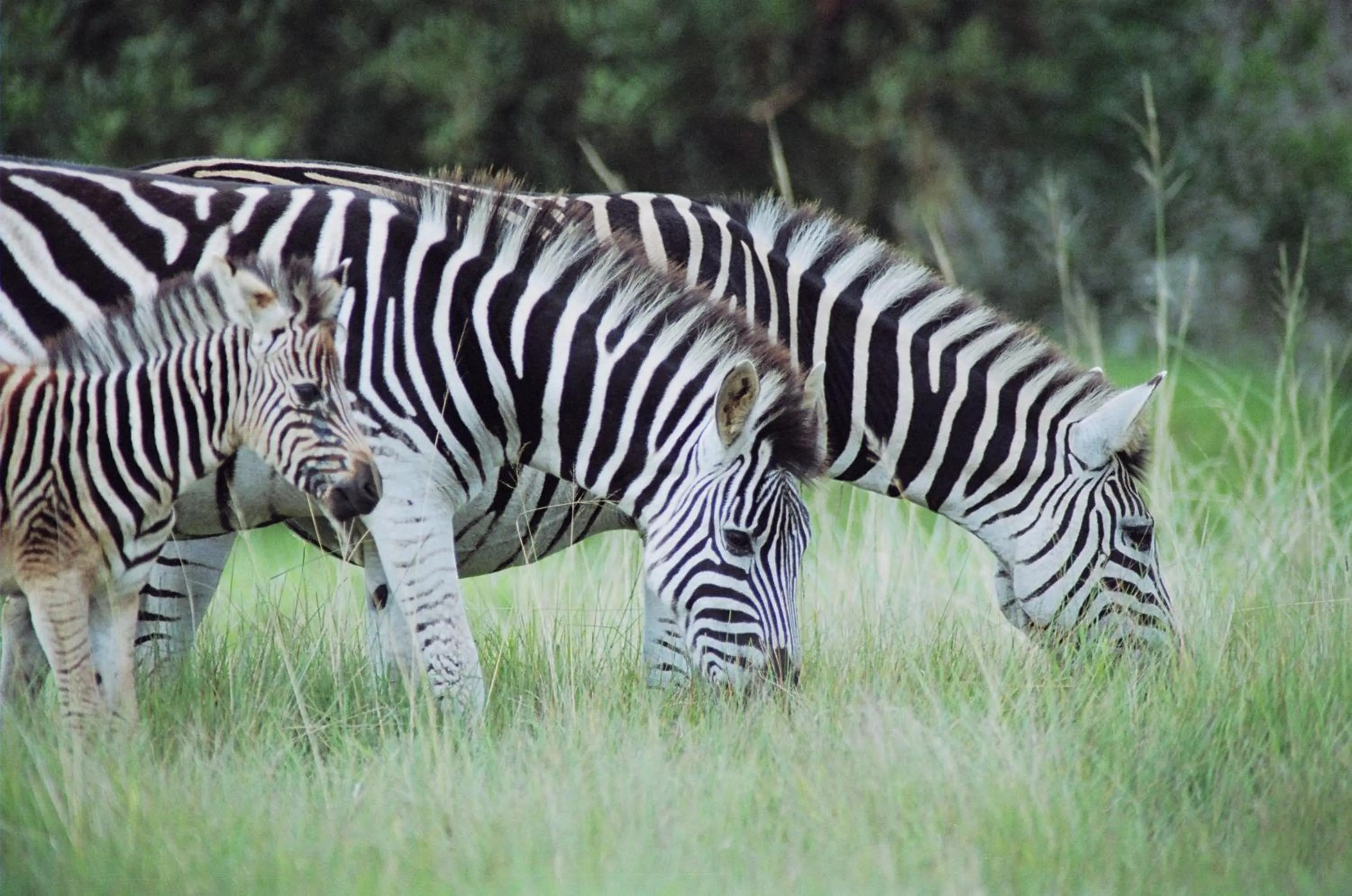 Other in Pumba Private Game Reserve