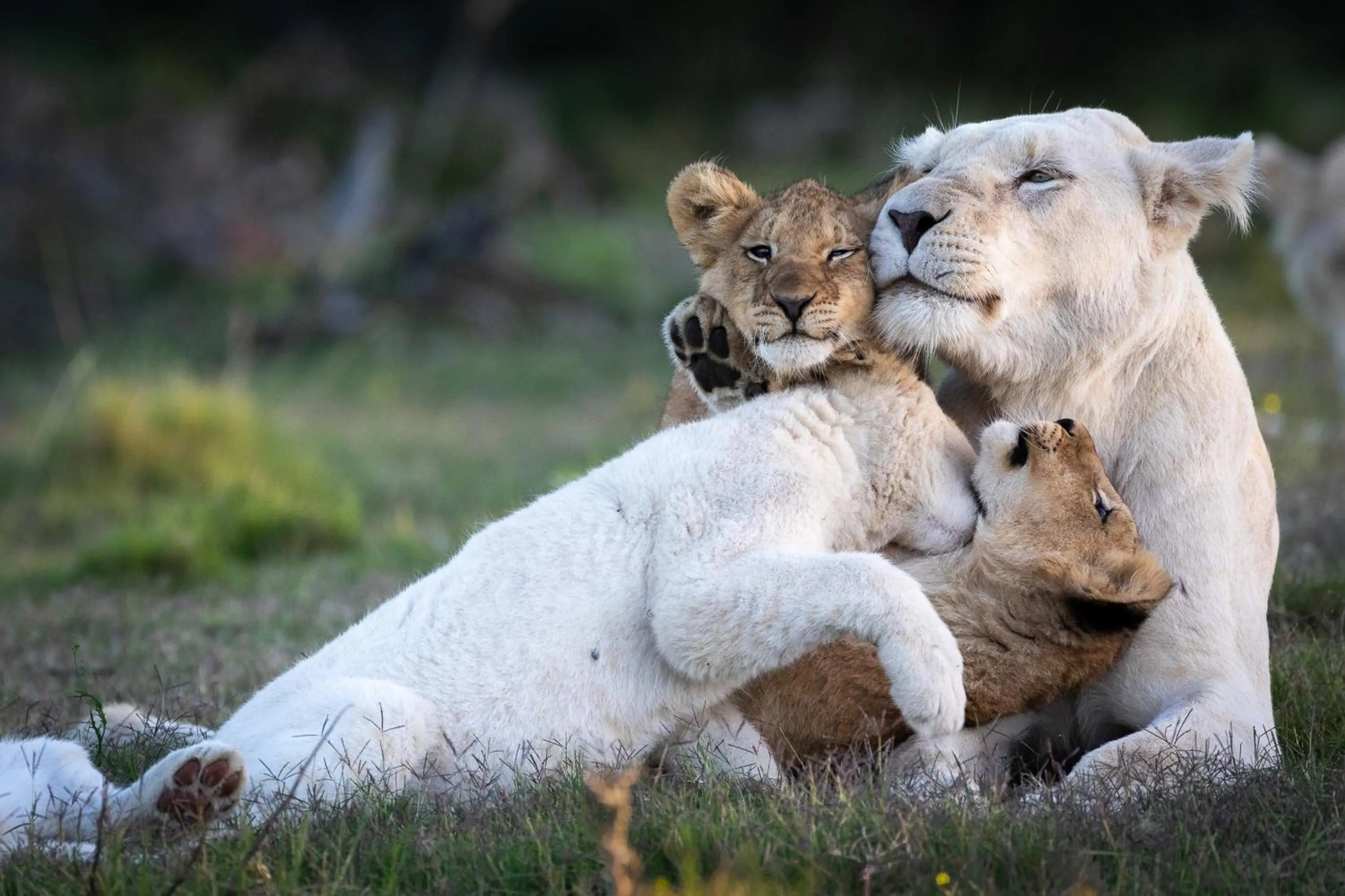 Animals in Pumba Private Game Reserve