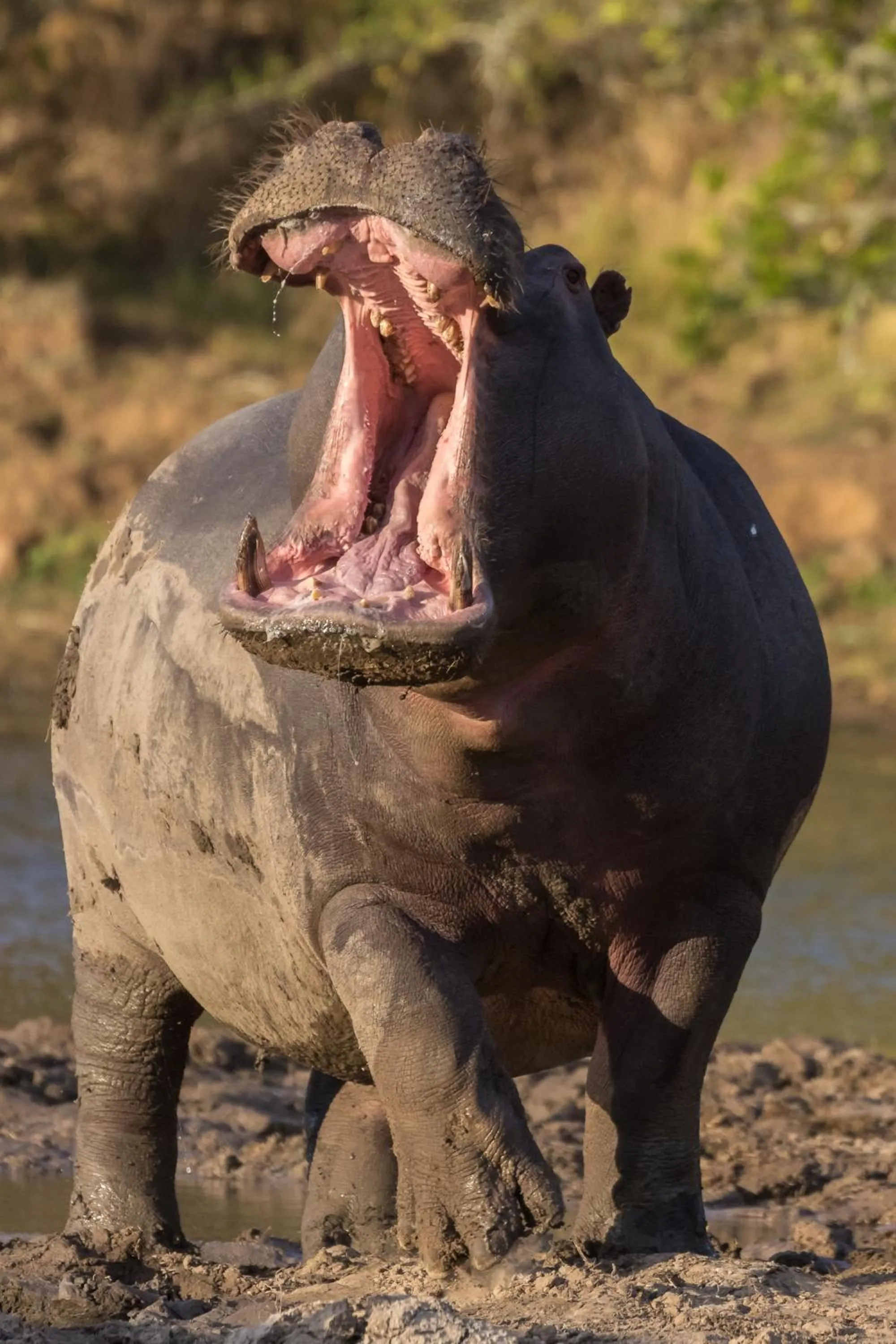 Animals in Pumba Private Game Reserve