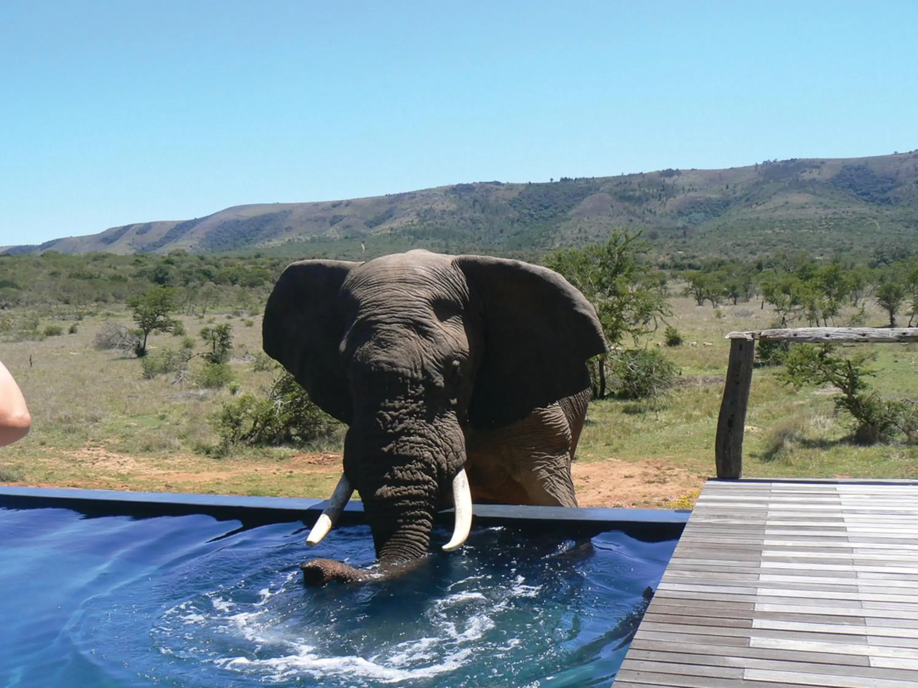 Swimming pool in Pumba Private Game Reserve Swimming pool in Pumba Private Game Reserve