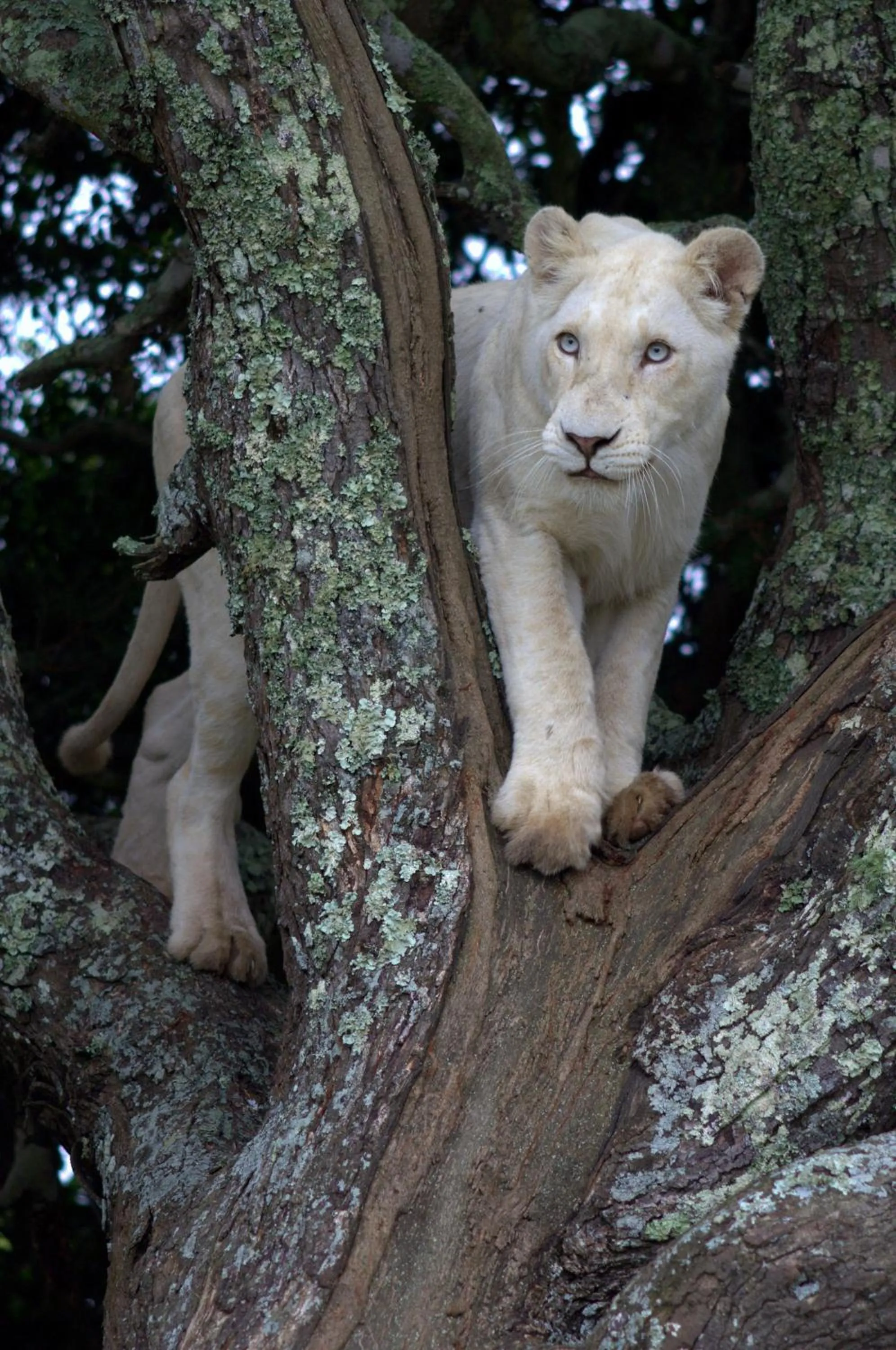 Other in Pumba Private Game Reserve