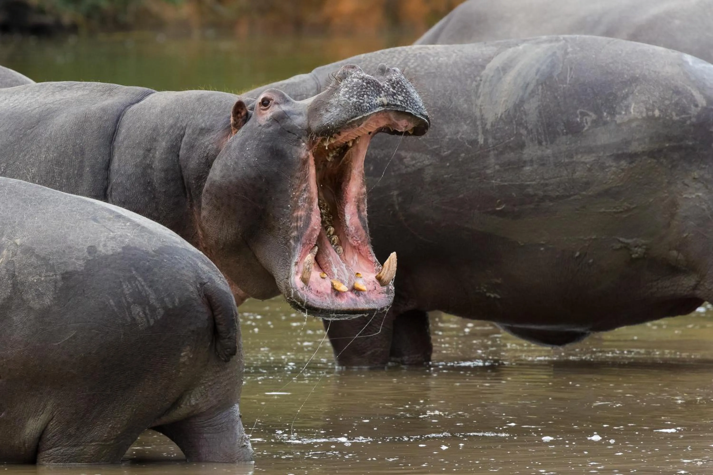 Animals in Pumba Private Game Reserve