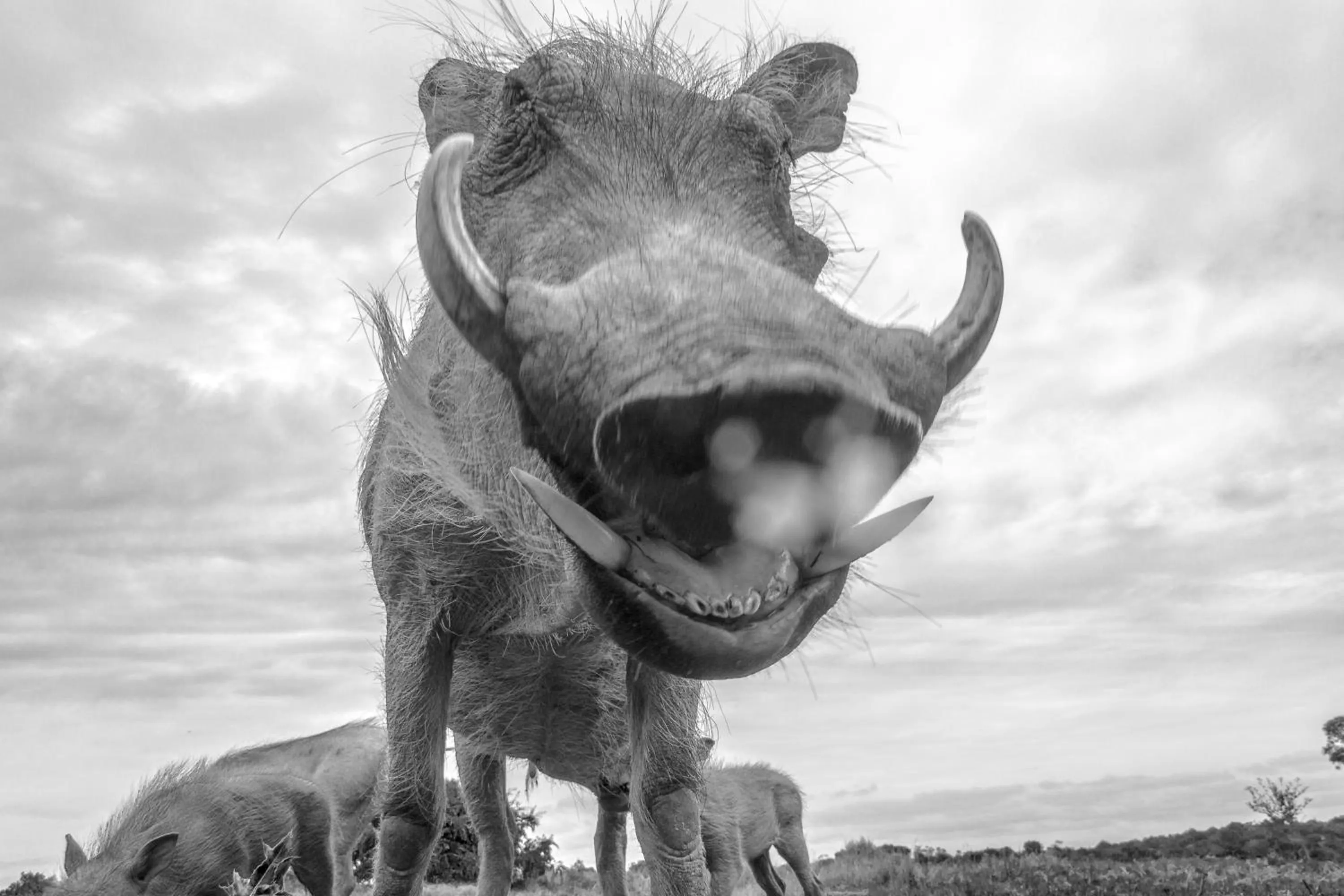 Animals in Pumba Private Game Reserve
