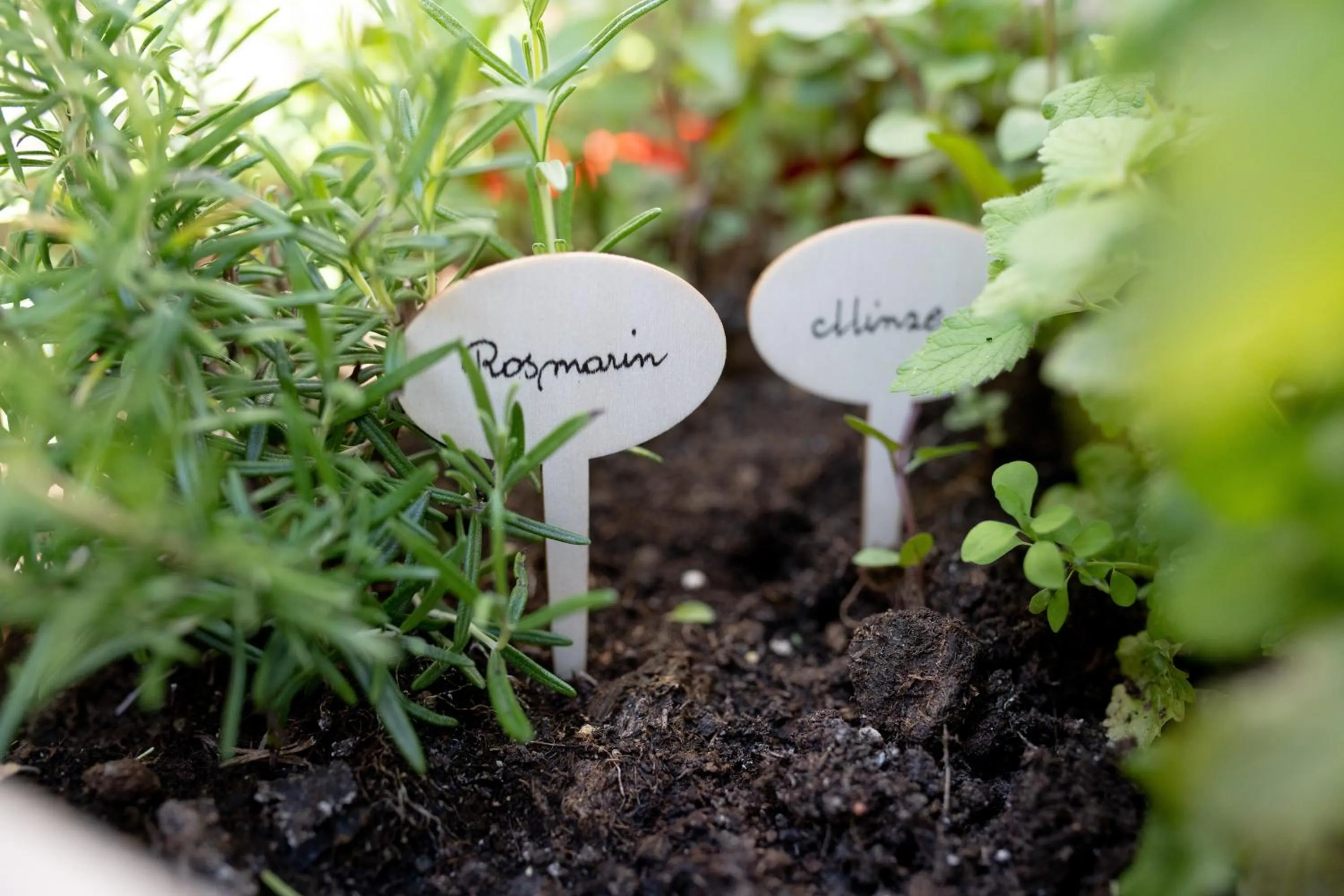 Garden in Hotel Gasthaus Post