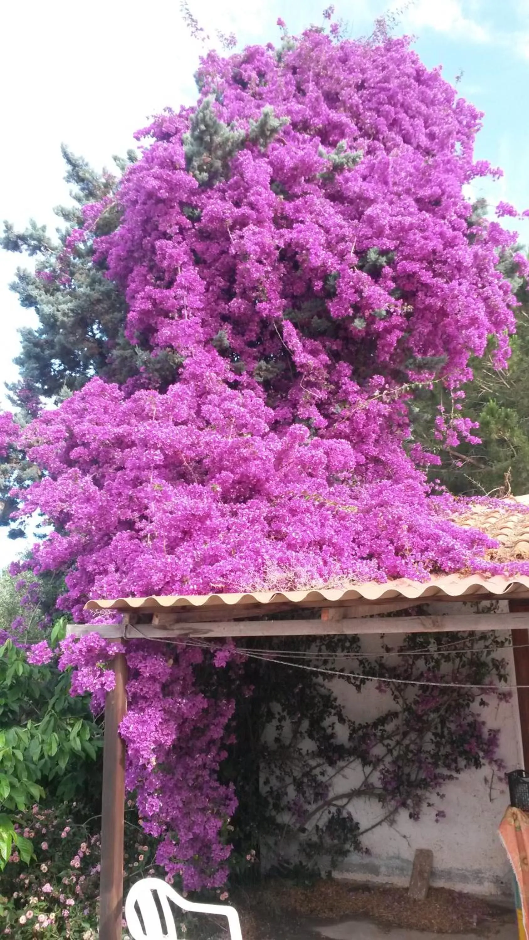 Garden in Villa Sorrentina