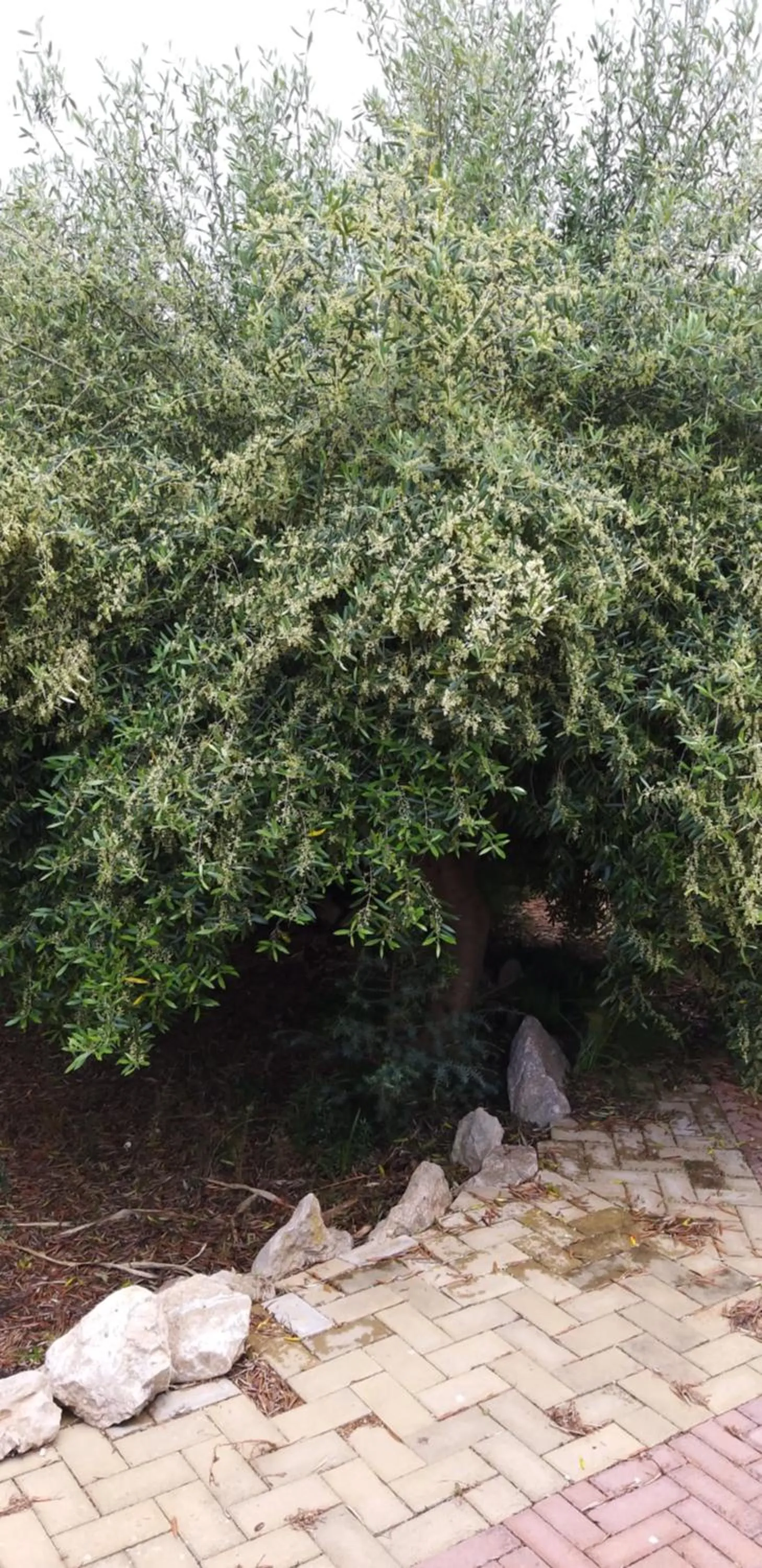Natural landscape in Villa Sorrentina