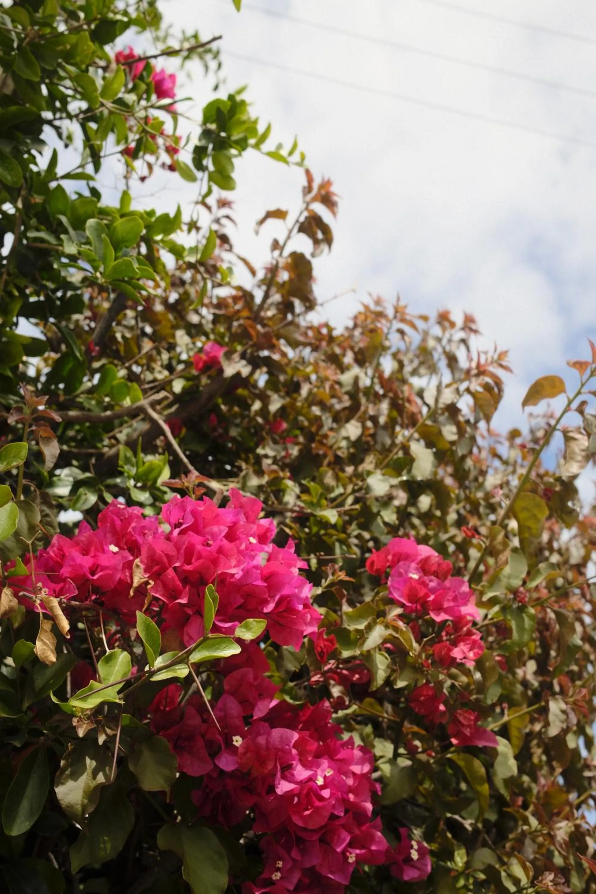 Property building in Villa Costa Rose