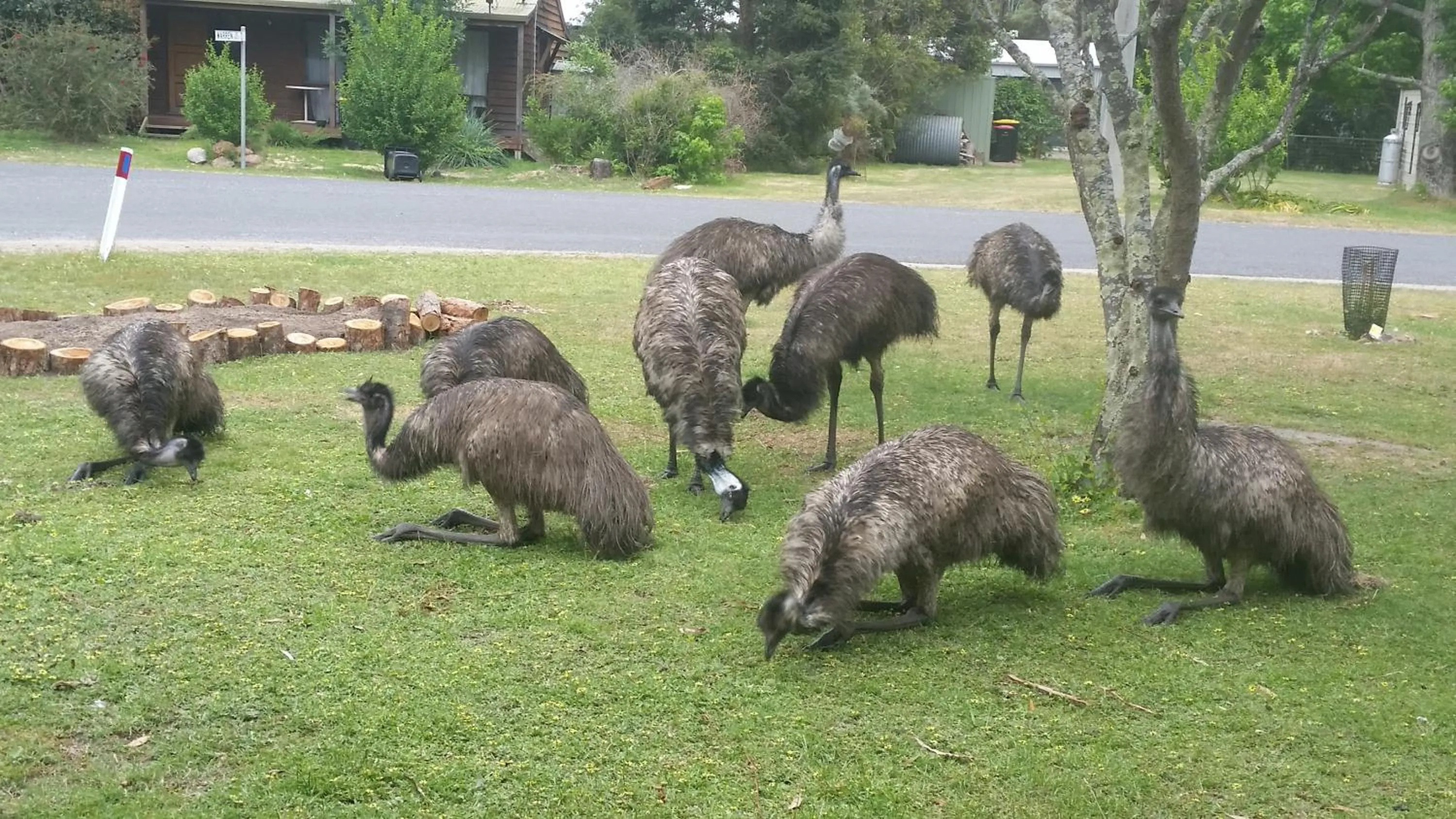 Garden in YHA Grampians Eco, Halls Gap