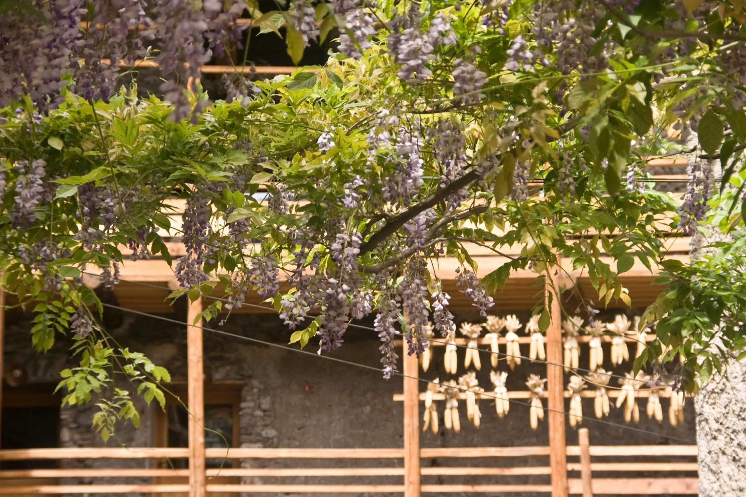 Day in Contrada Beltramelli