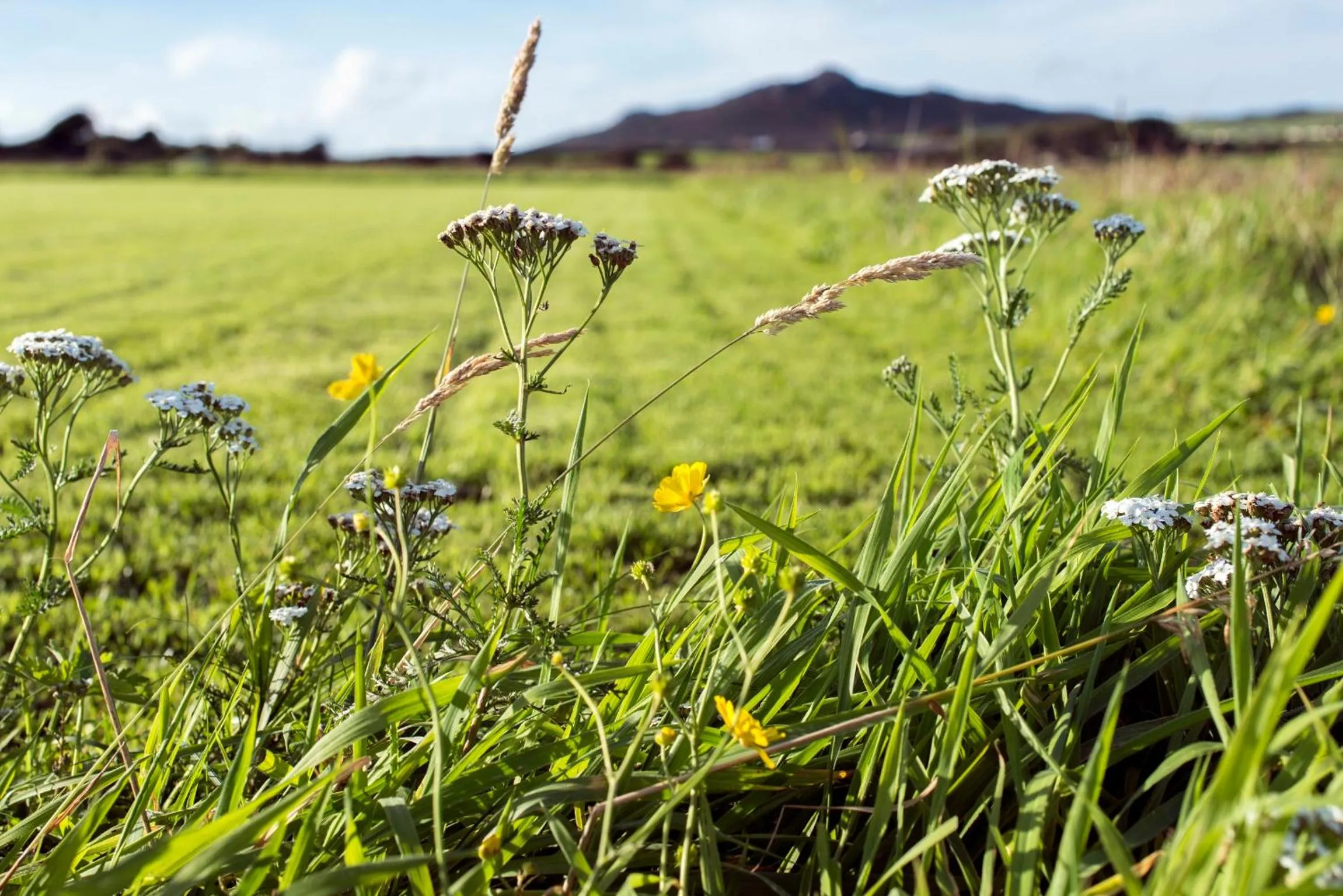Off site in Penrhiw Priory