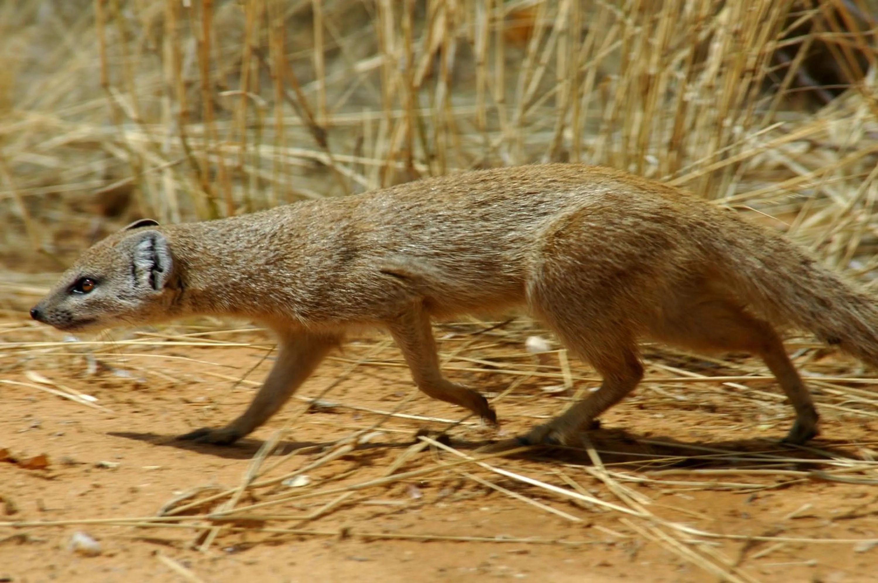 Animals in Arebbusch Travel Lodge