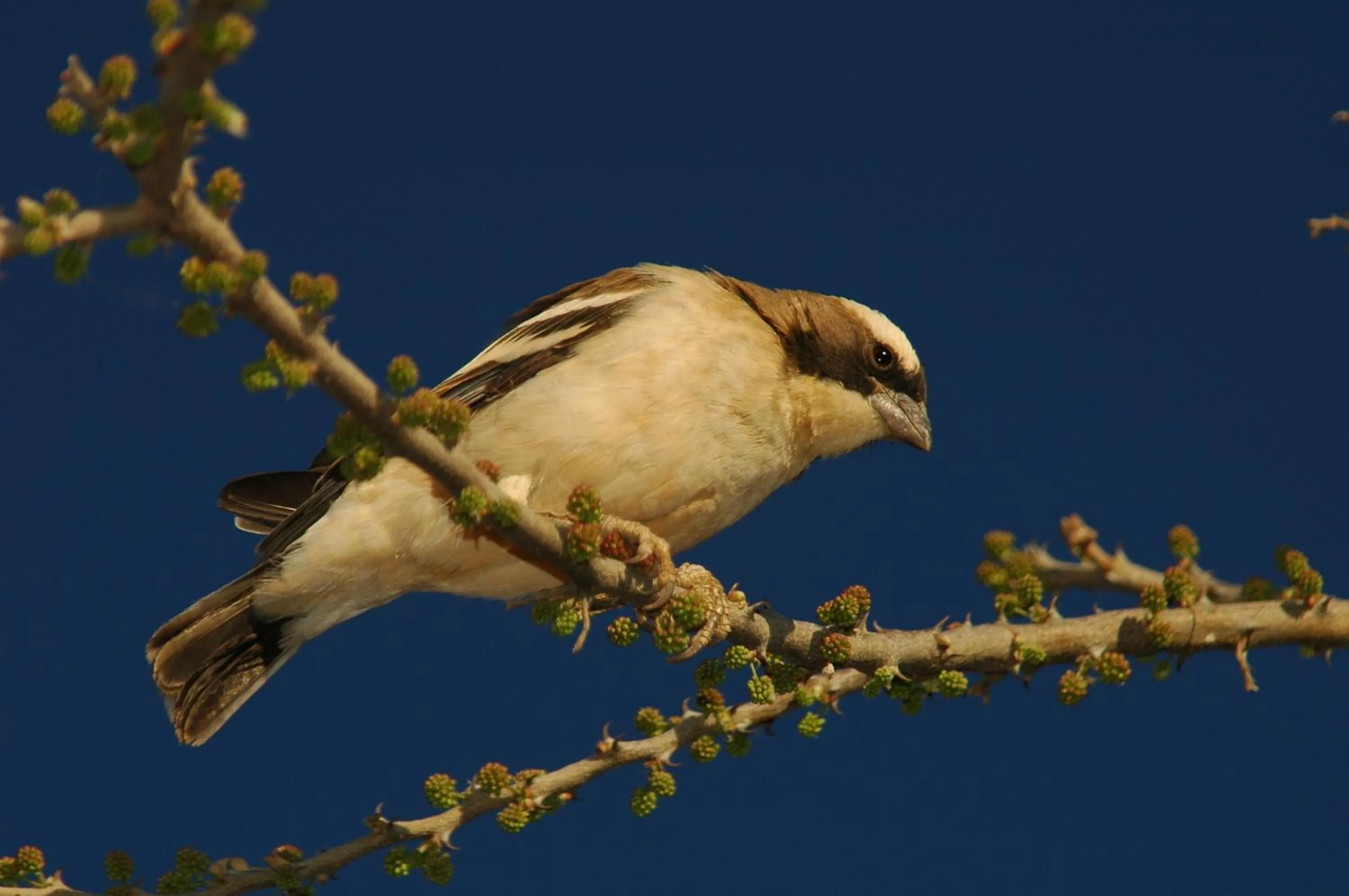 Animals in Arebbusch Travel Lodge