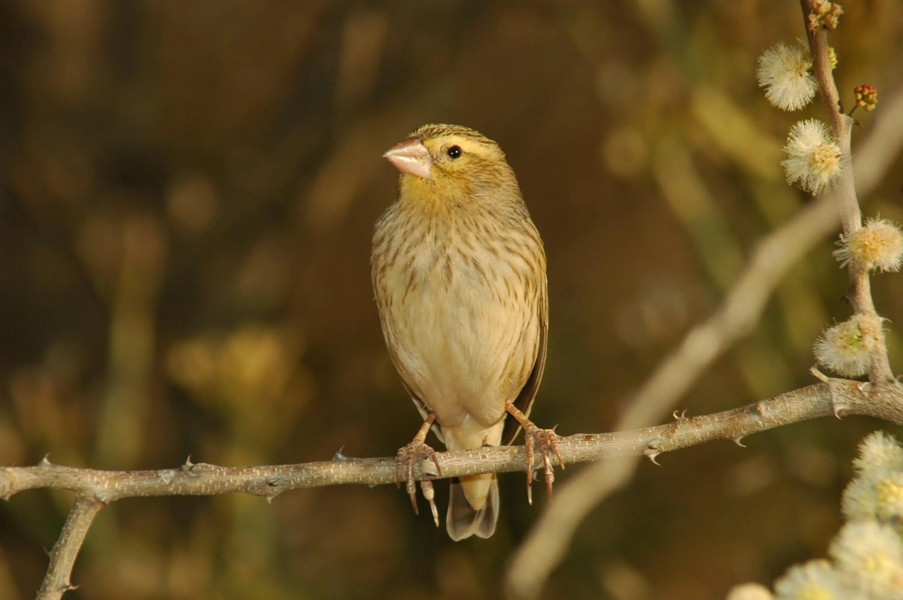 Animals in Arebbusch Travel Lodge