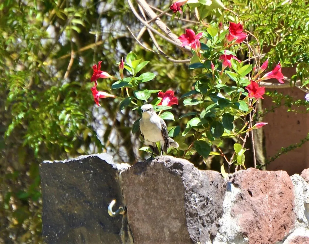 Animals in Ilatoa Lodge
