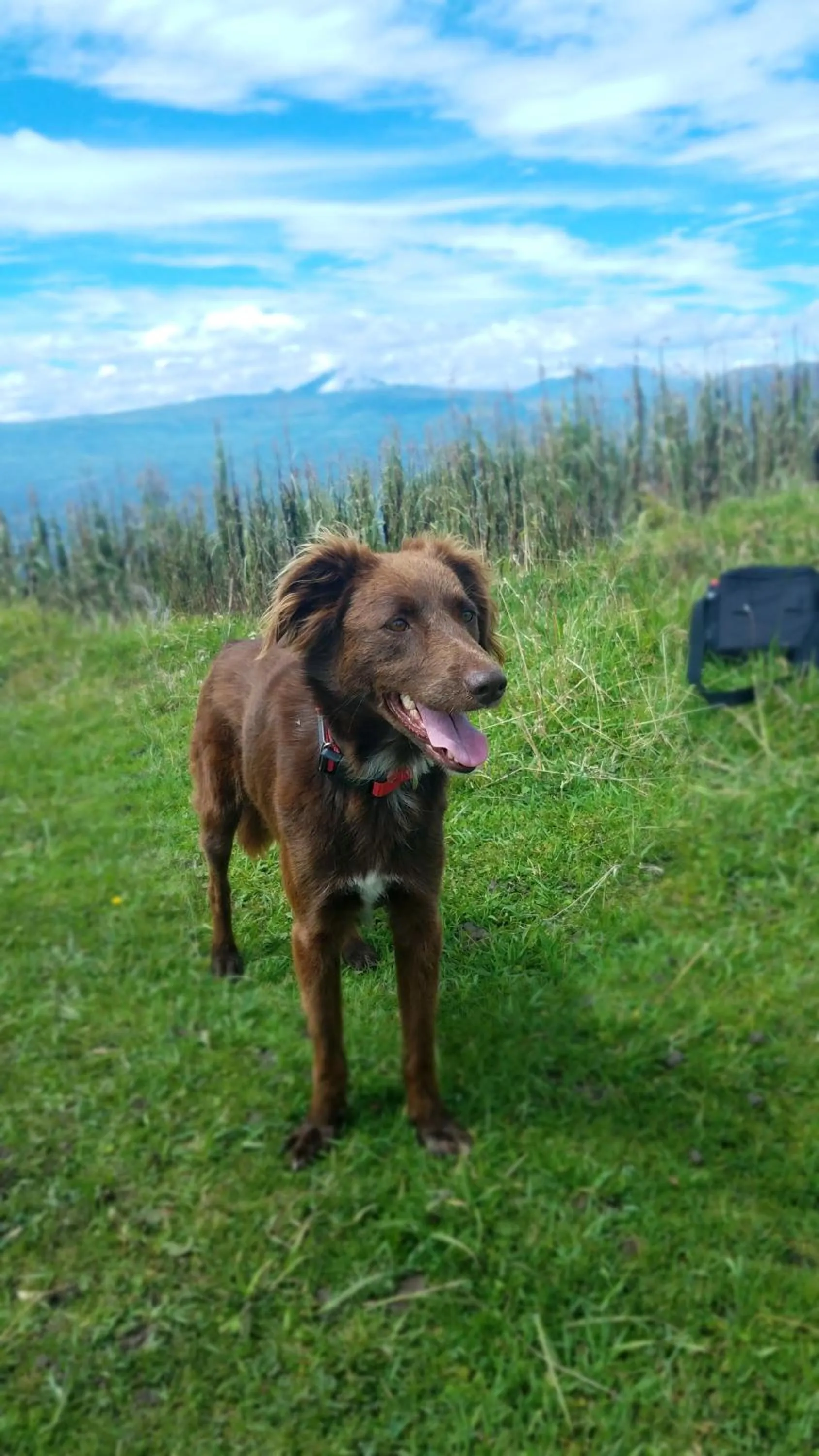 Pets in Ilatoa Lodge