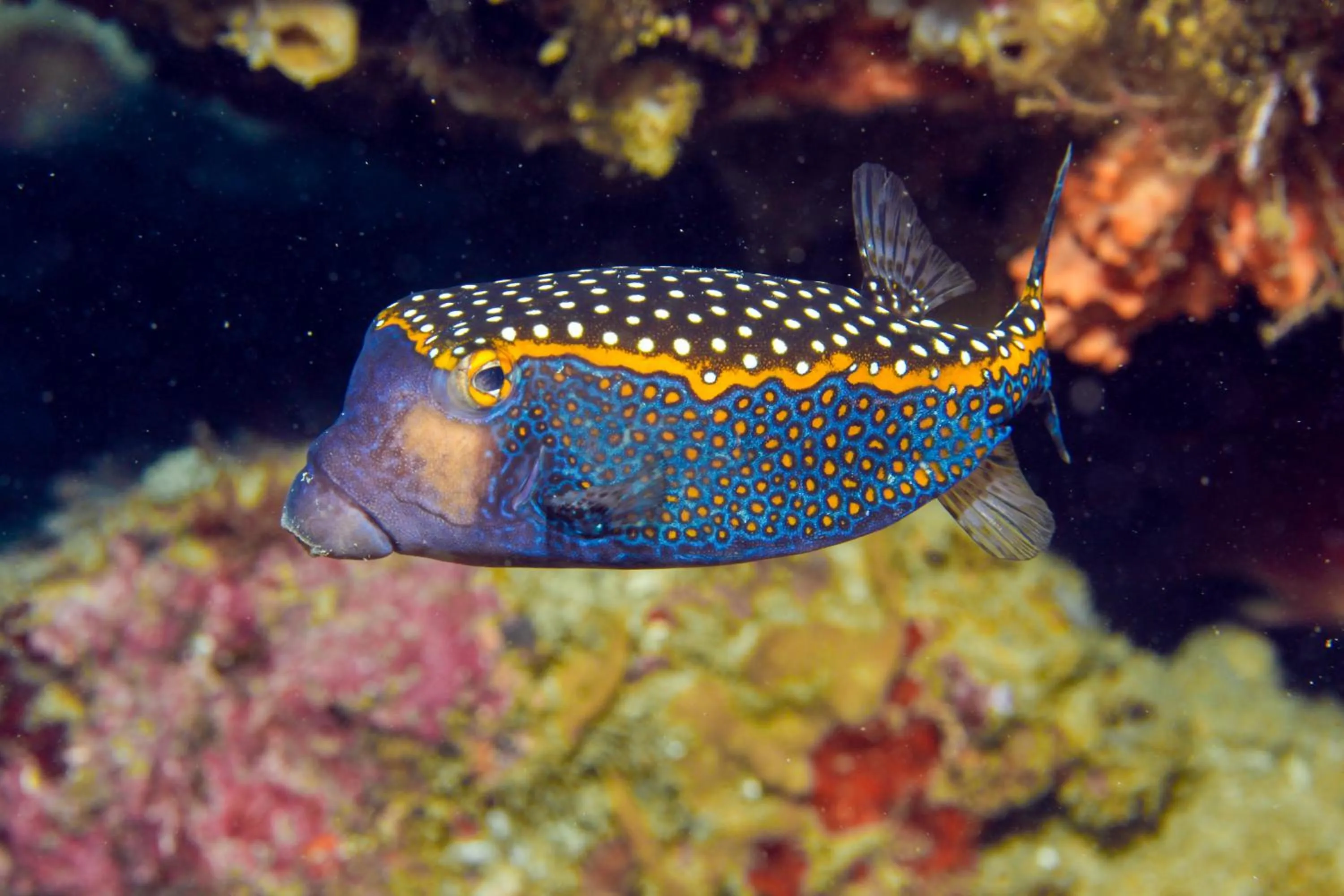 Diving in Temple Point Resort