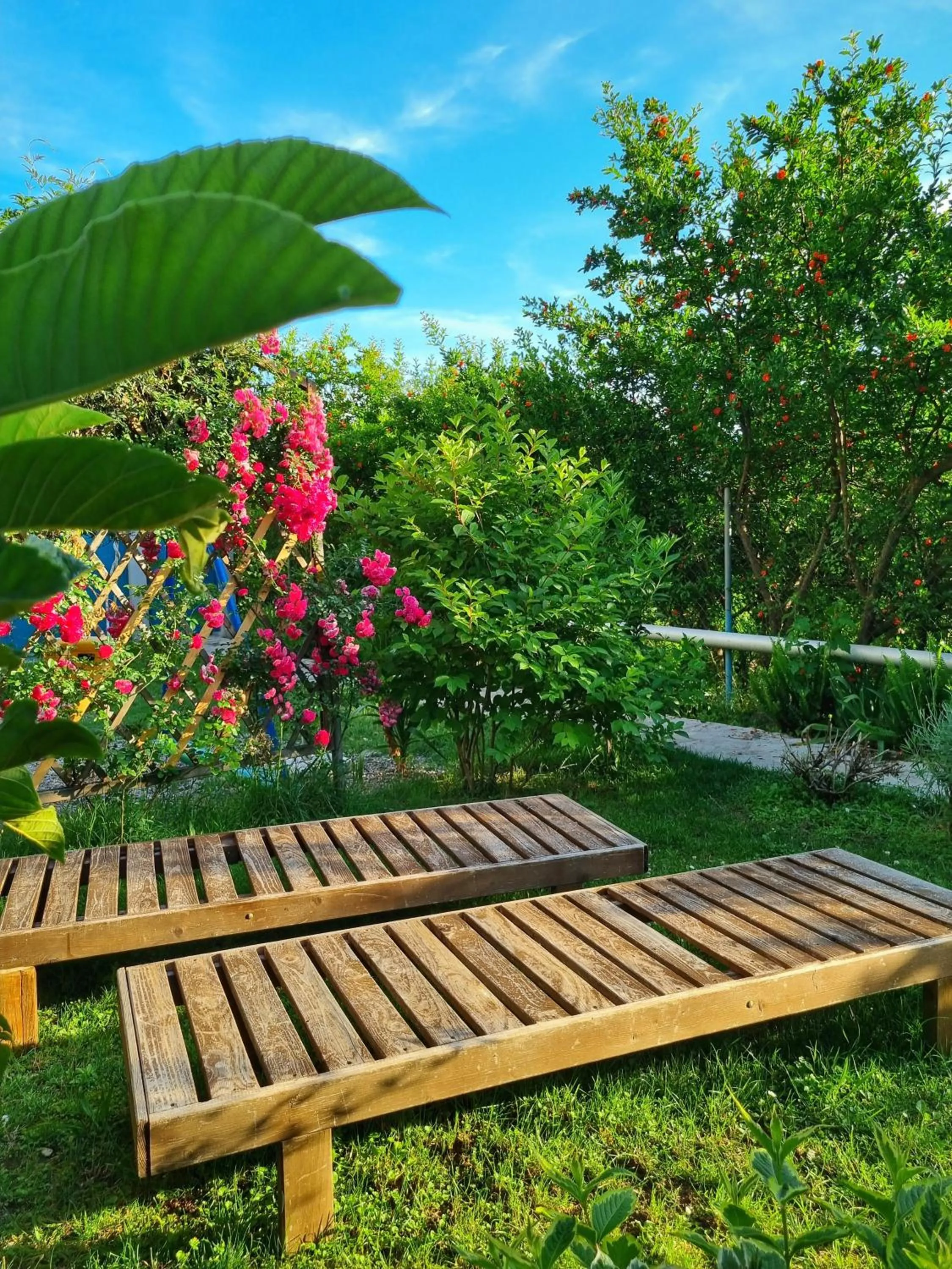 Garden in Apartment Mint&Rose