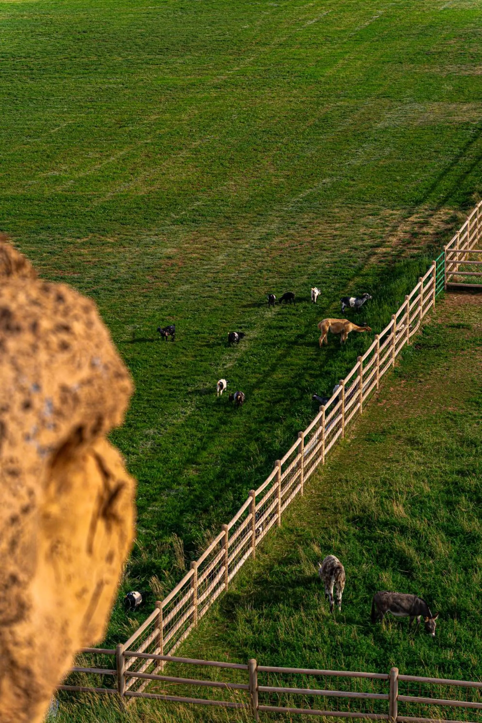 Natural landscape in Cougar Ridge Resort