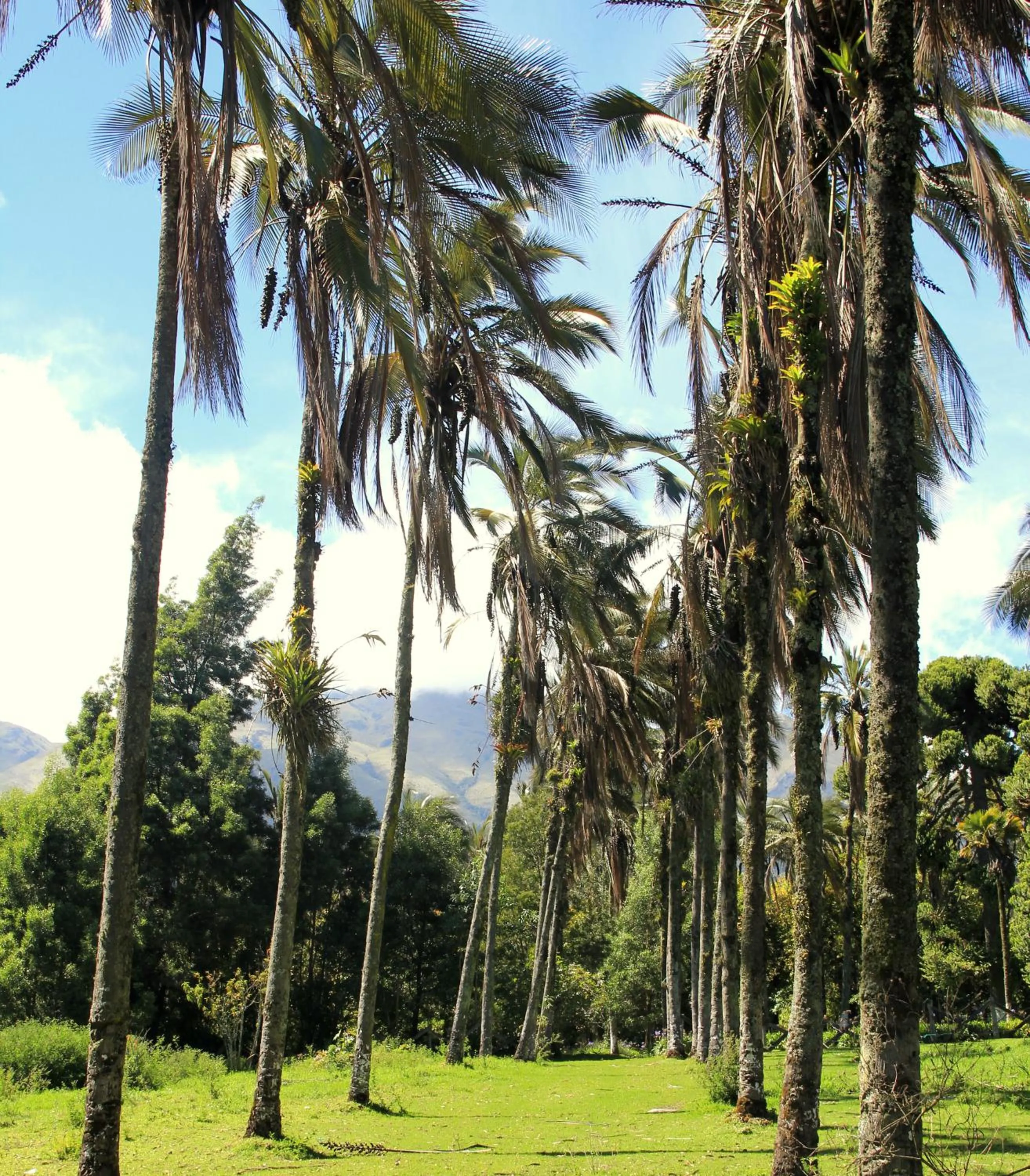 Natural landscape in Hostería Hacienda Pinsaqui