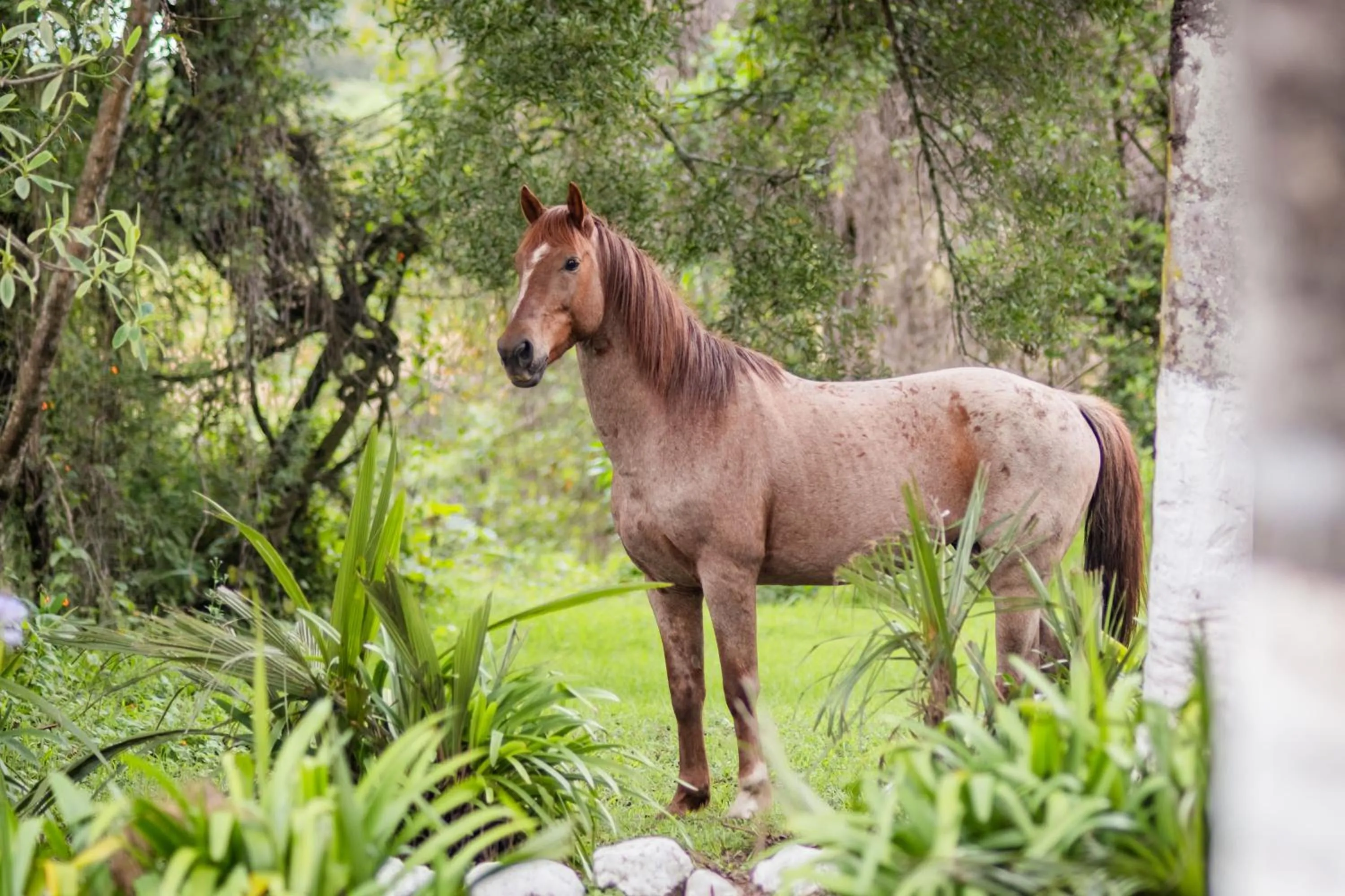 Activities in Hostería Hacienda Pinsaqui