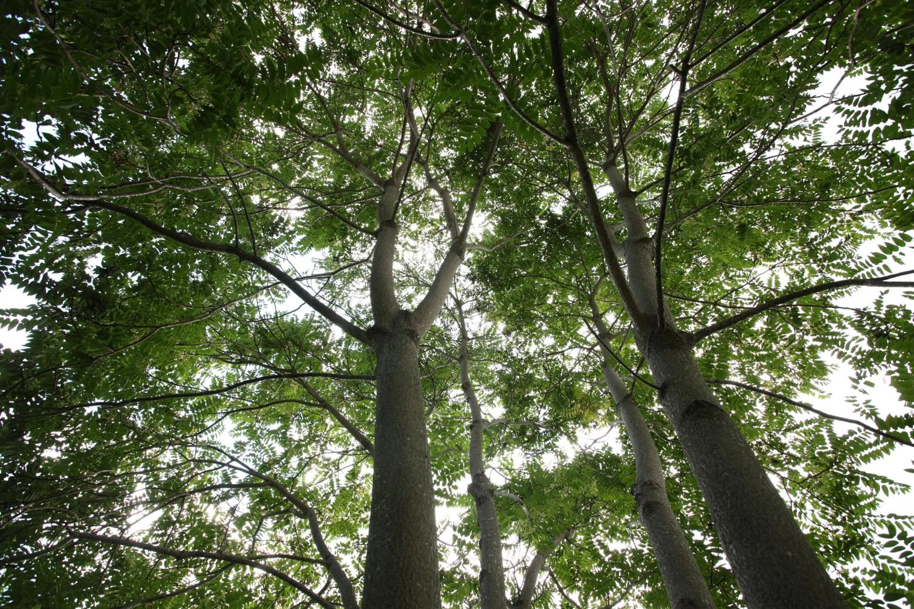 Off site in Fufu Kawaguchiko