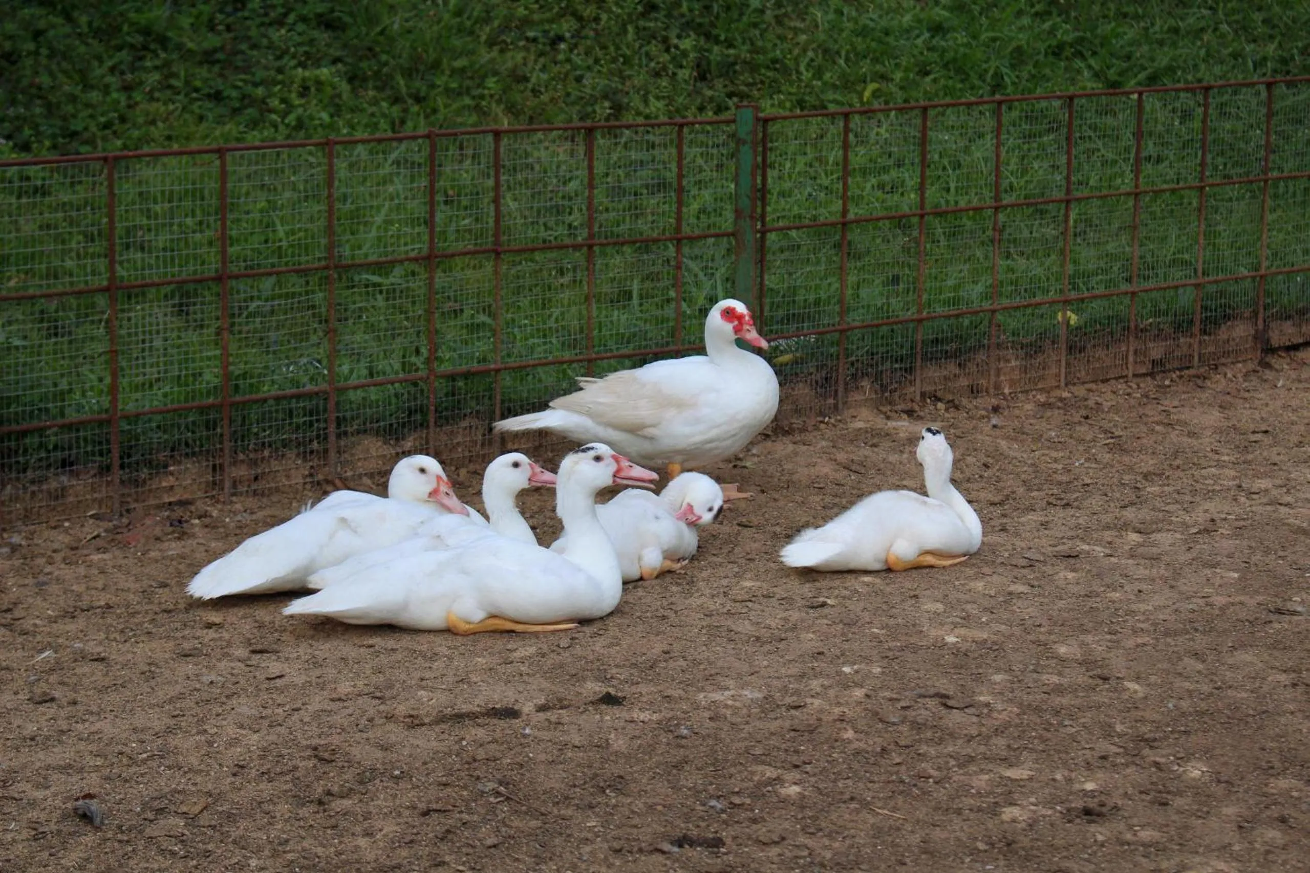 Garden in Savanna Hill Resort