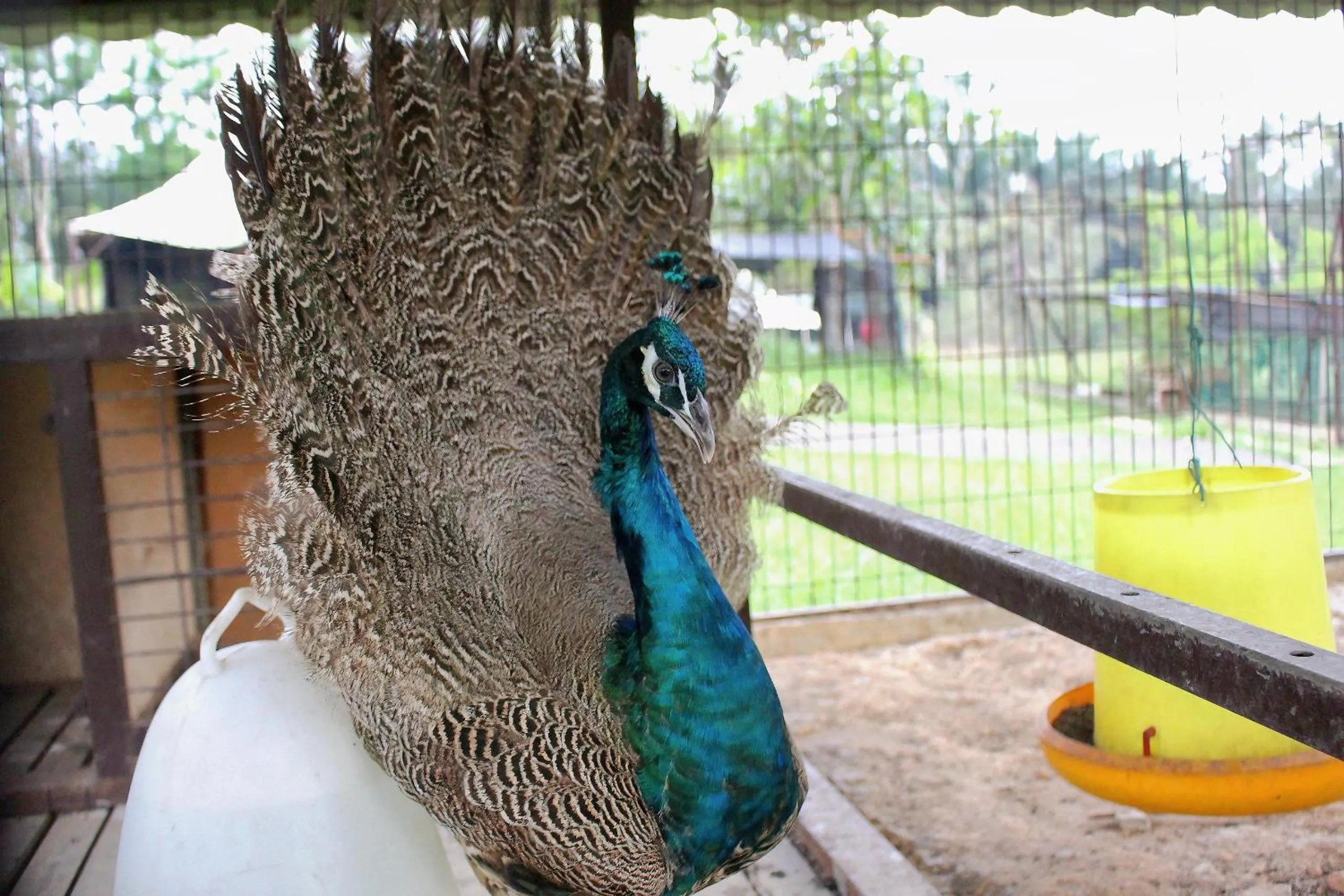 Garden in Savanna Hill Resort