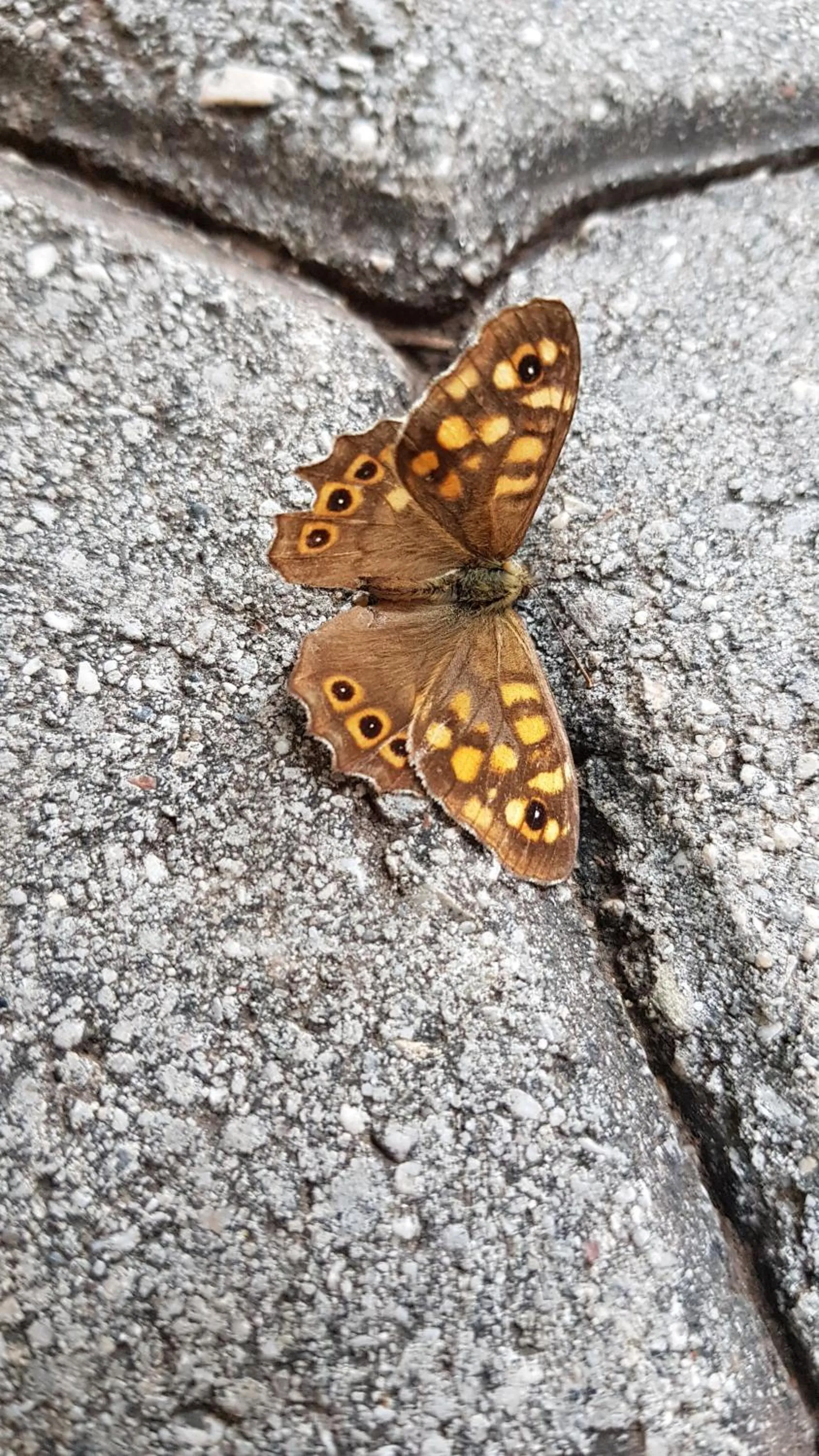 Garden view in İlkiz Beach Hotel