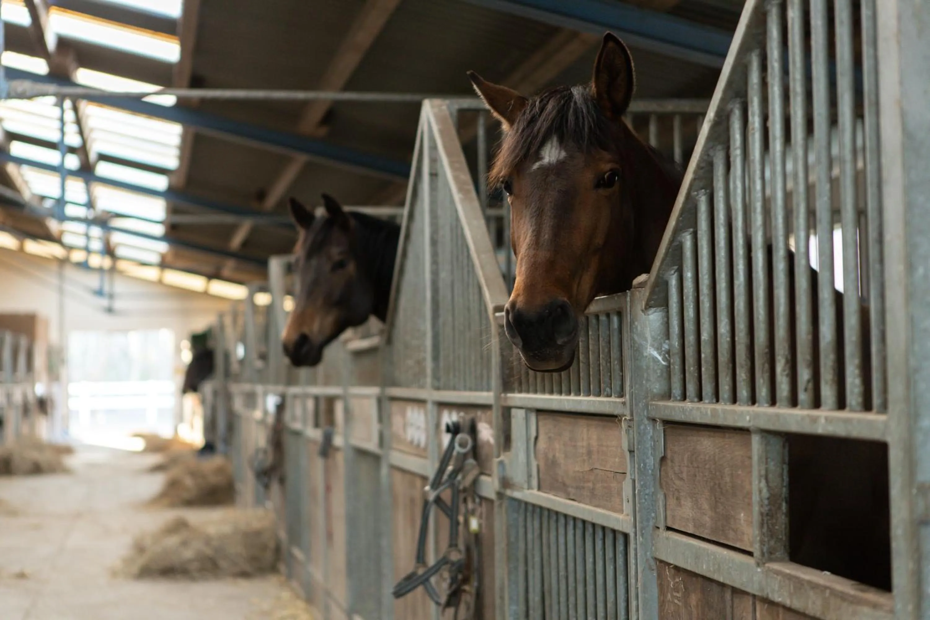 Animals in Boutiquehotel Gut Tribbevitz auf Rügen