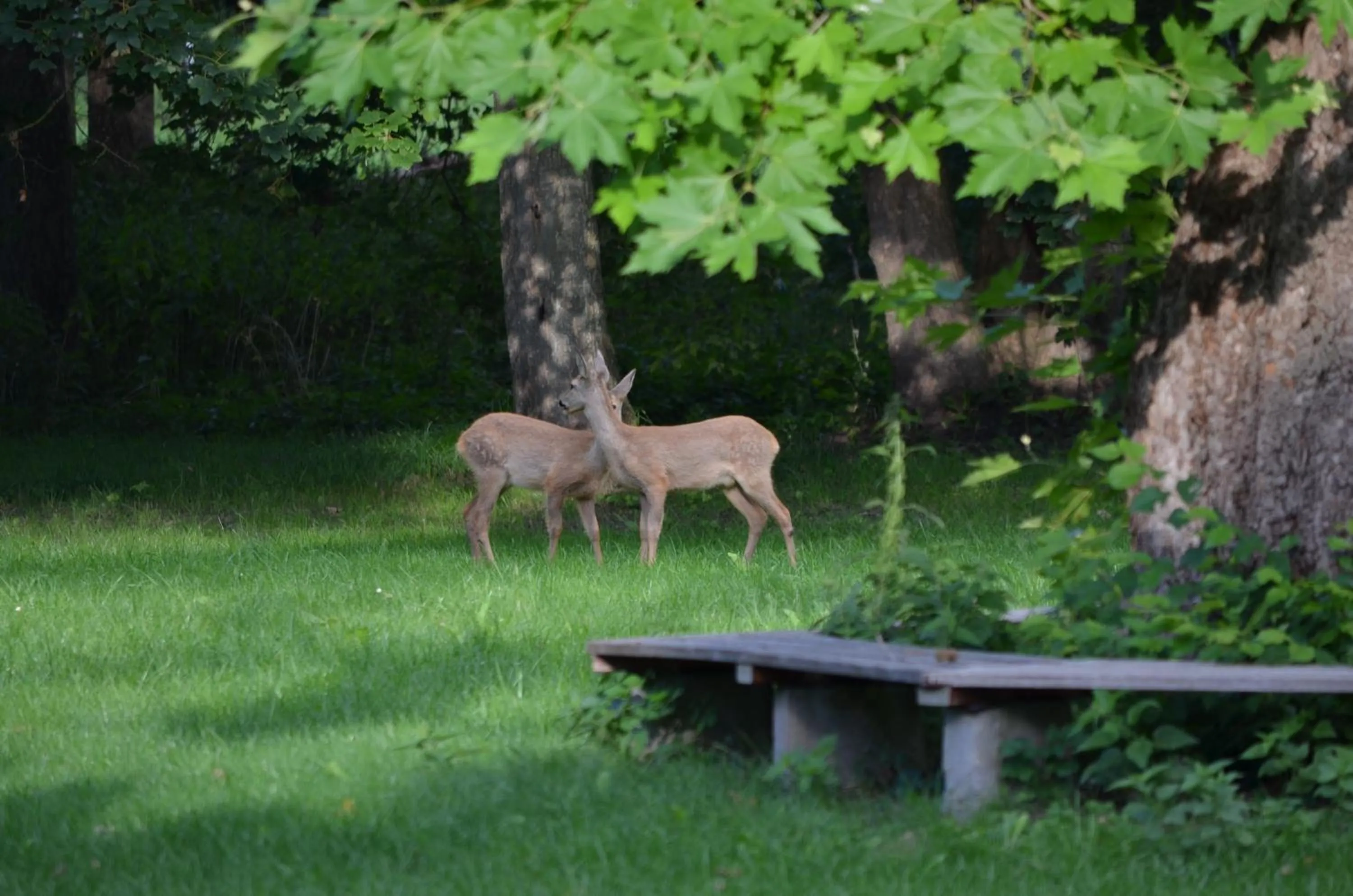 Garden in Boutiquehotel Gut Tribbevitz auf Rügen