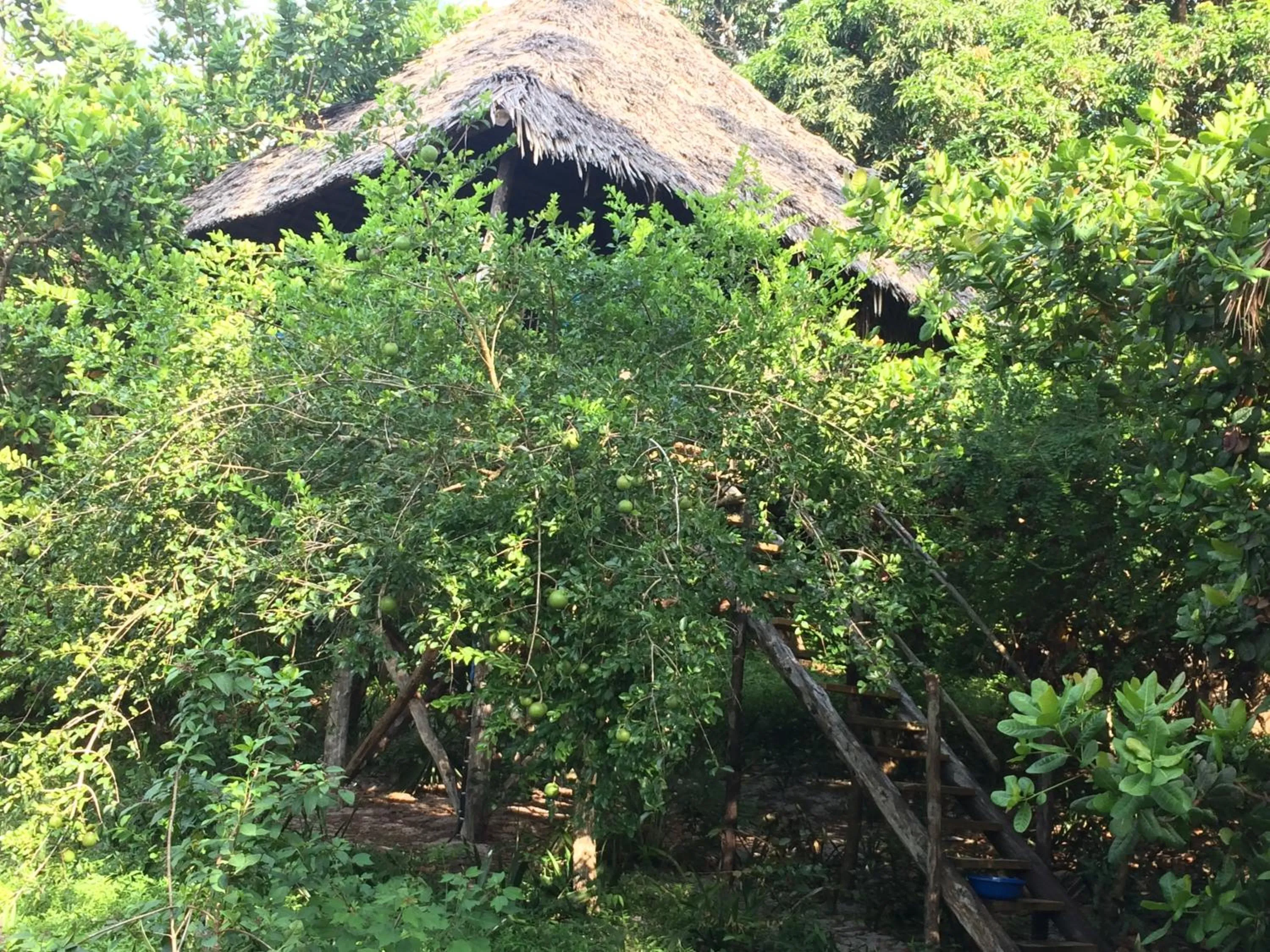 Garden in Kitu Kiblu