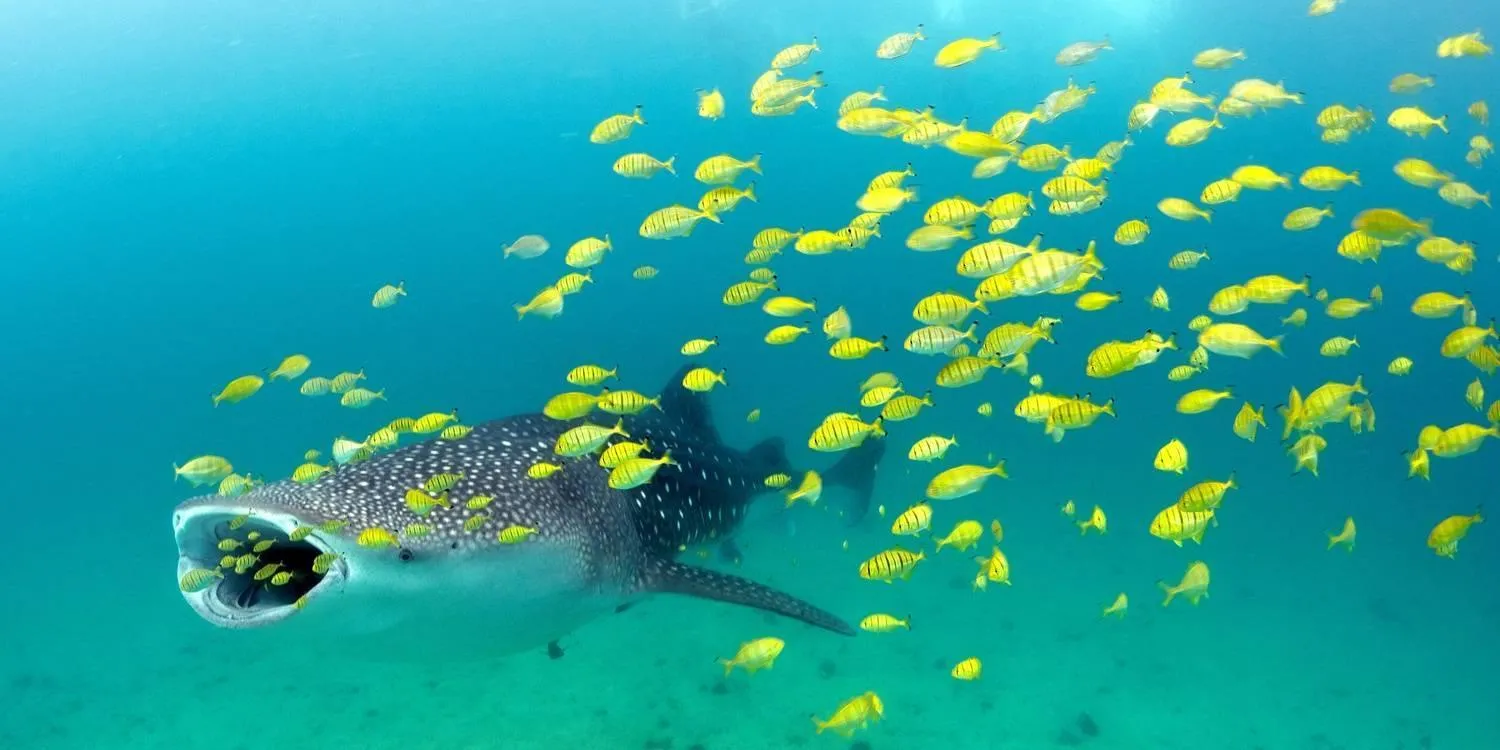 Snorkeling in Kitu Kiblu